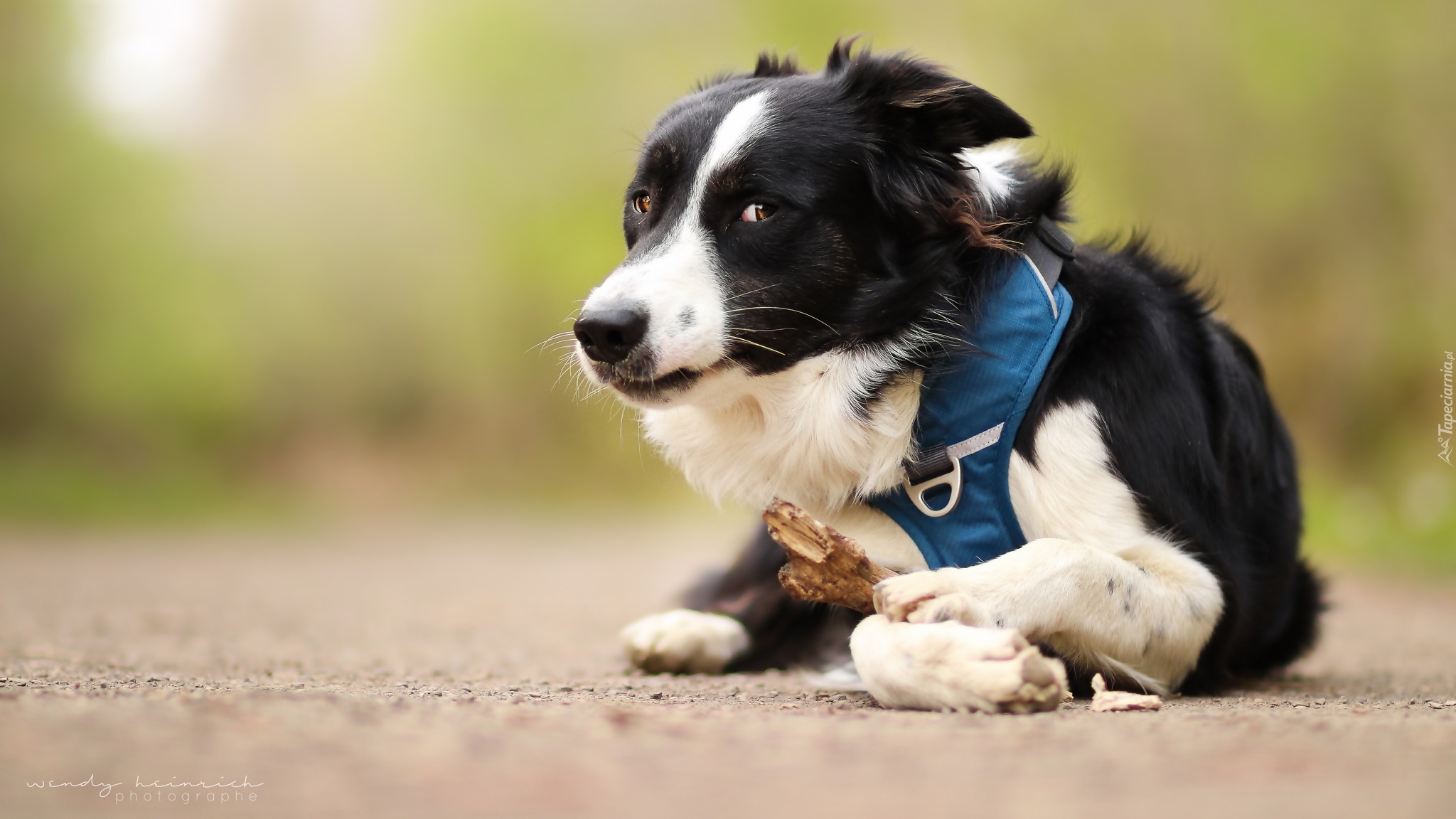 Pies, Border collie, Mordka