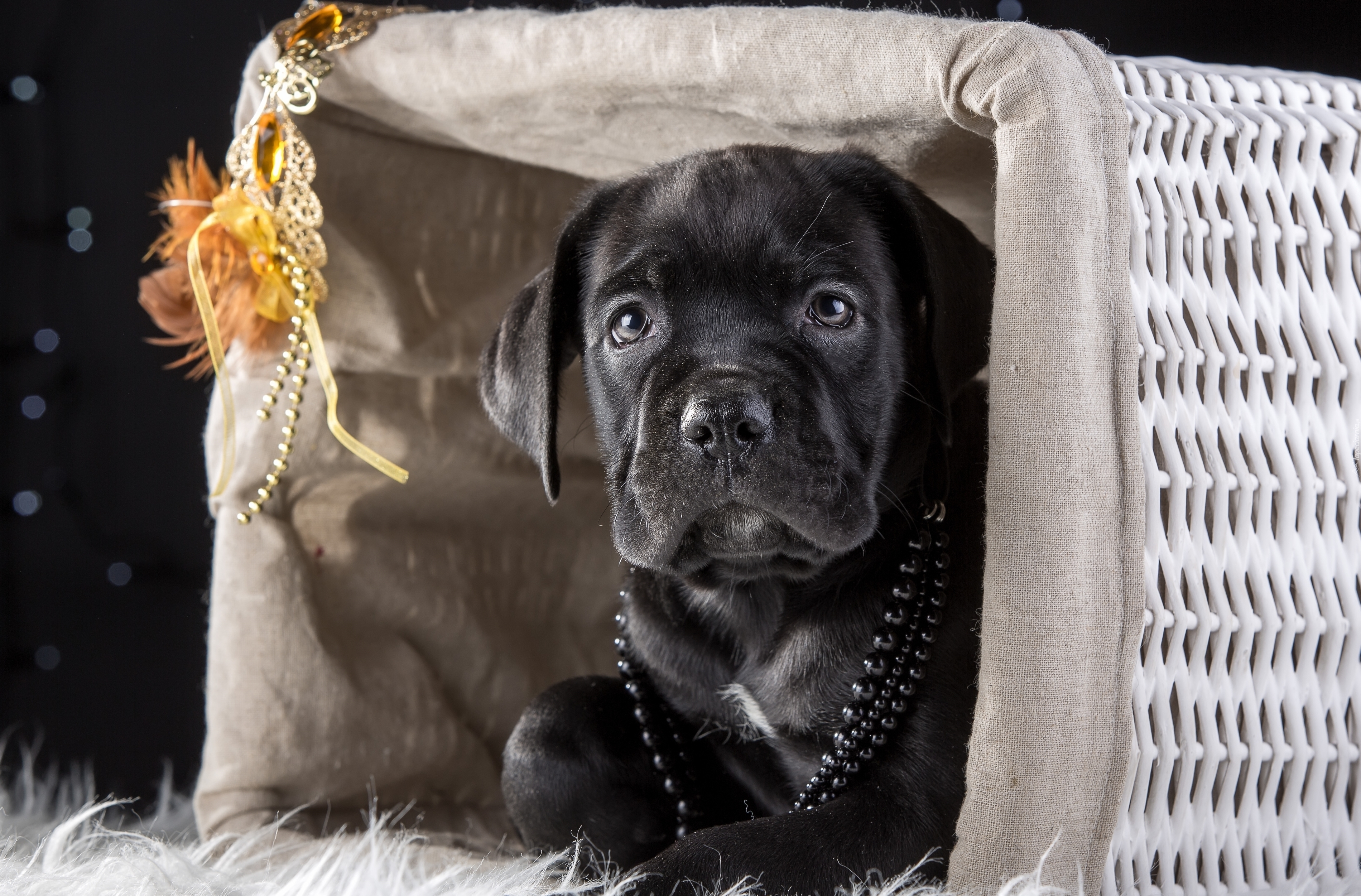 Cane Corso, Korale, Koszyk