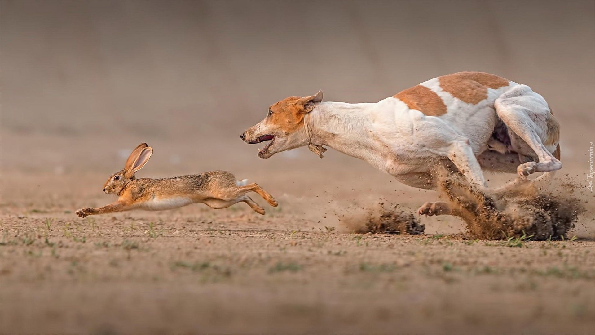 Zając, Pies, Podenco z Ibizy