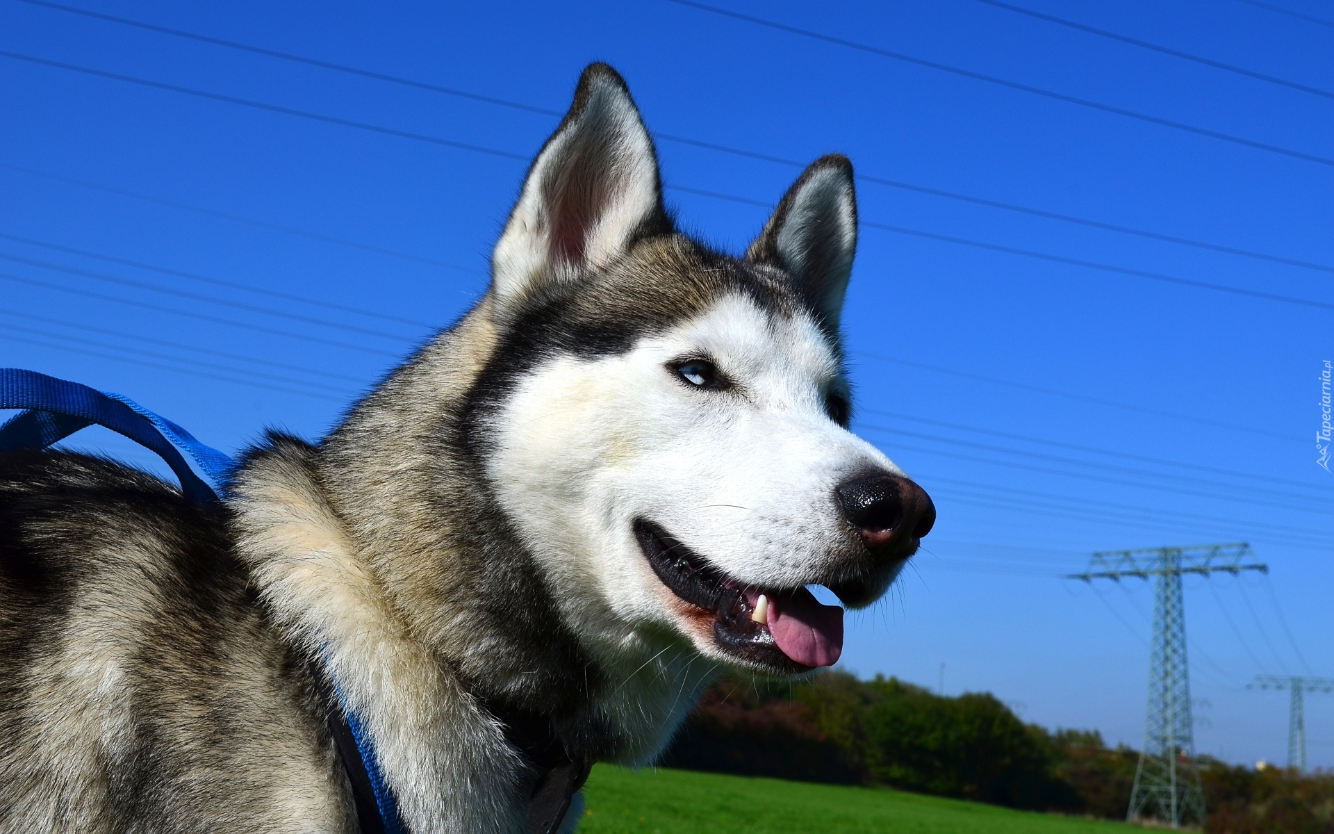 Pies, Siberian husky