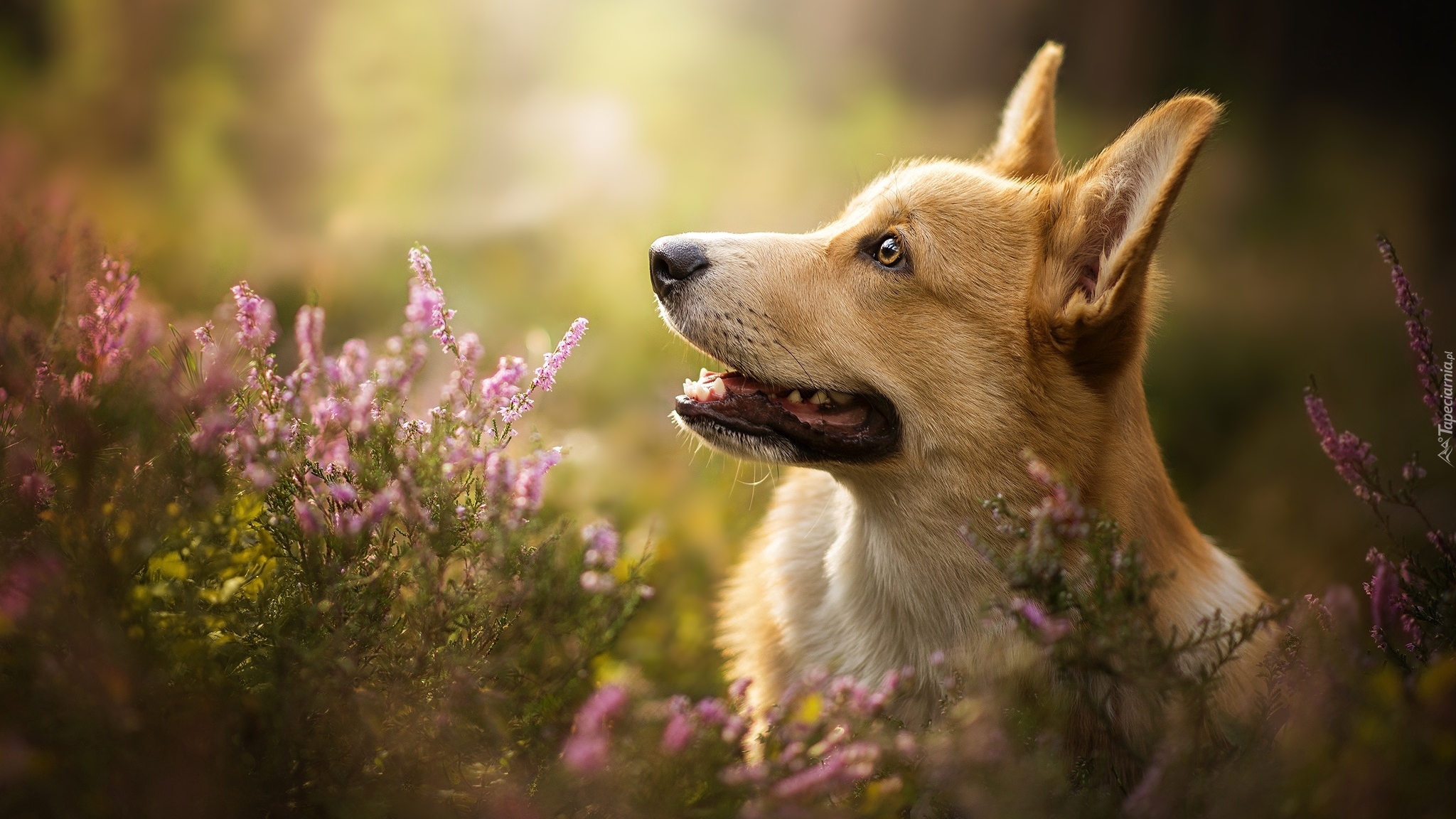 Pies, Welsh corgi pembroke, Mordka, Wrzos