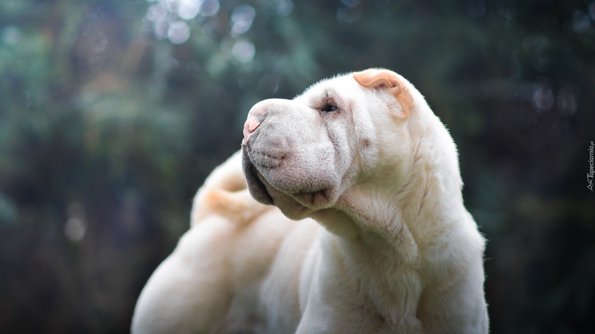 Shar Pei, Głowa, Pysk