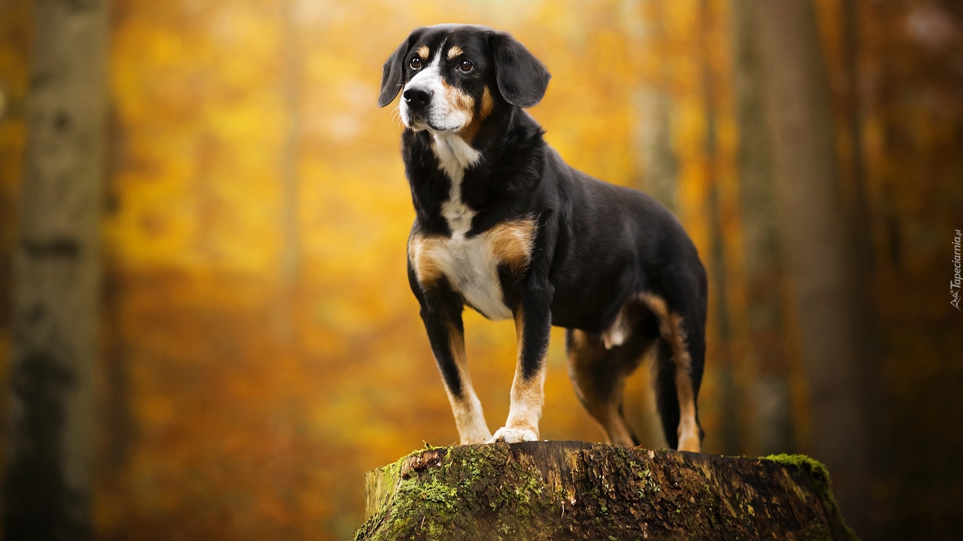 Pies, Entlebucher, Postawa, Pień Entlebucher