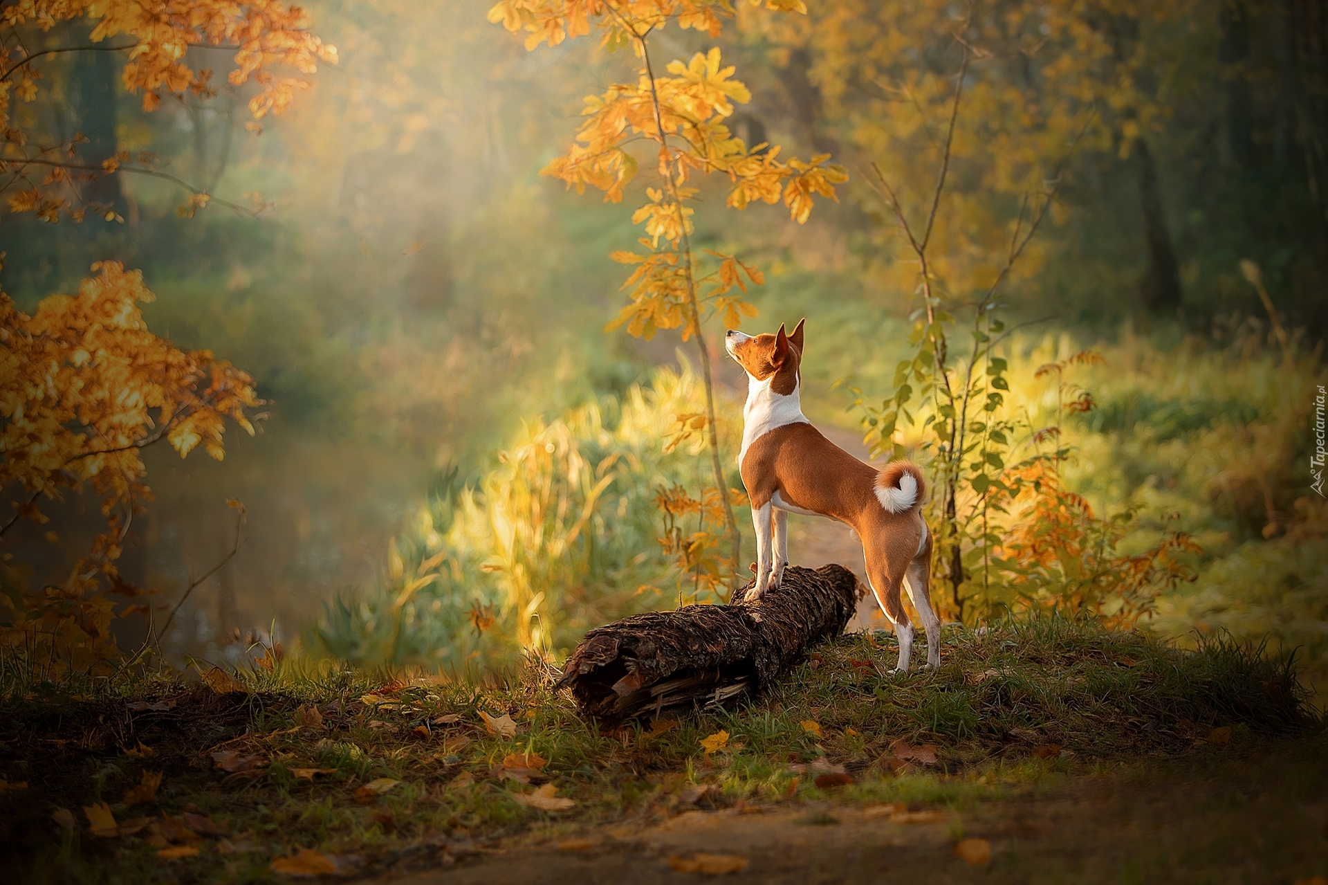 Pies, Basenji, Kłoda, Drzewka, Liście, Jesień