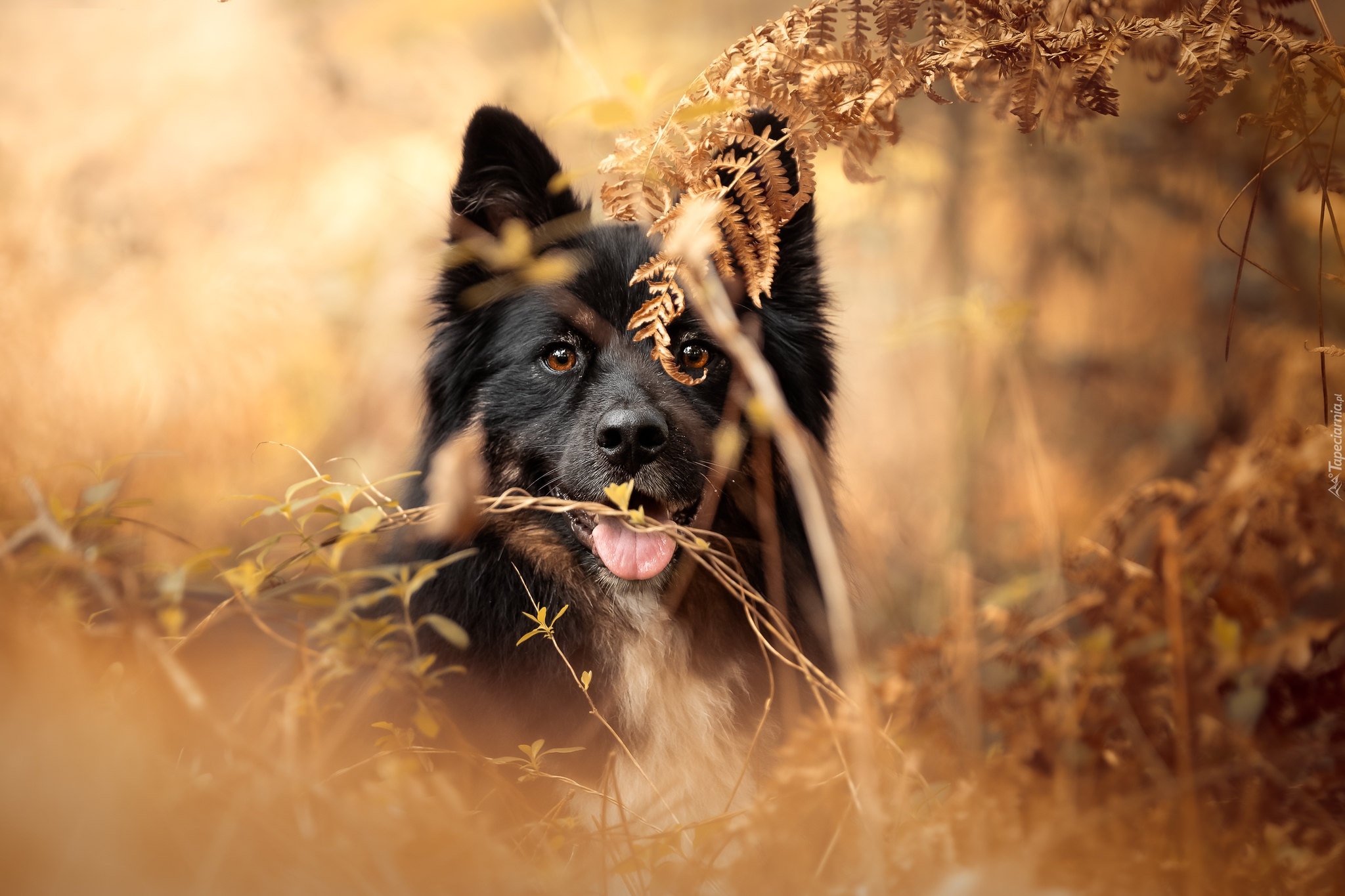 Pies, Paprocie, Jesień