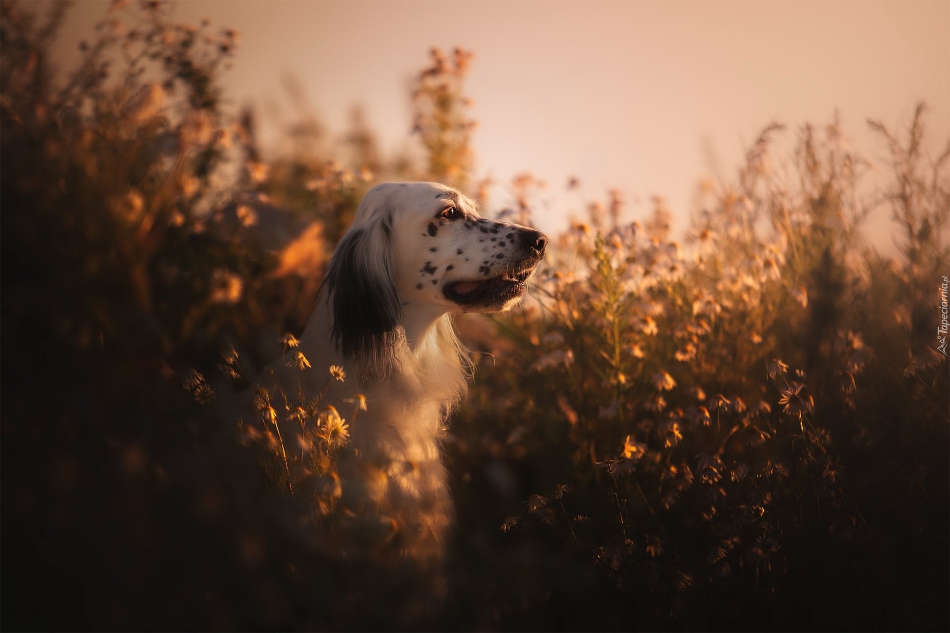 Pies, Rośliny, Zachód słońca