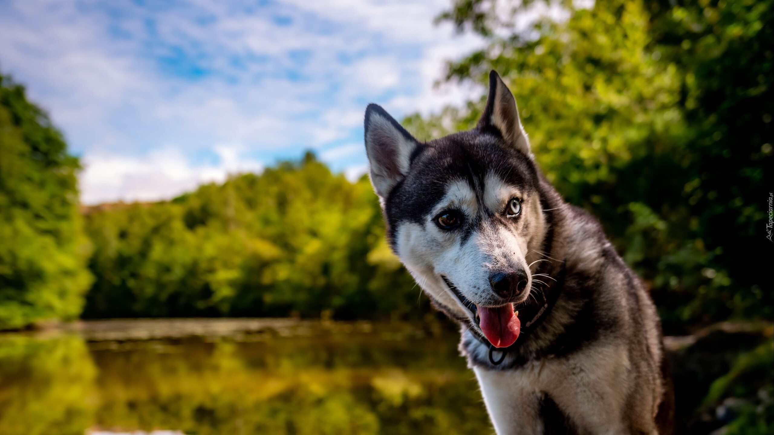 Pies, Kolorowe, Oczy, Heterochromia, Siberian husky