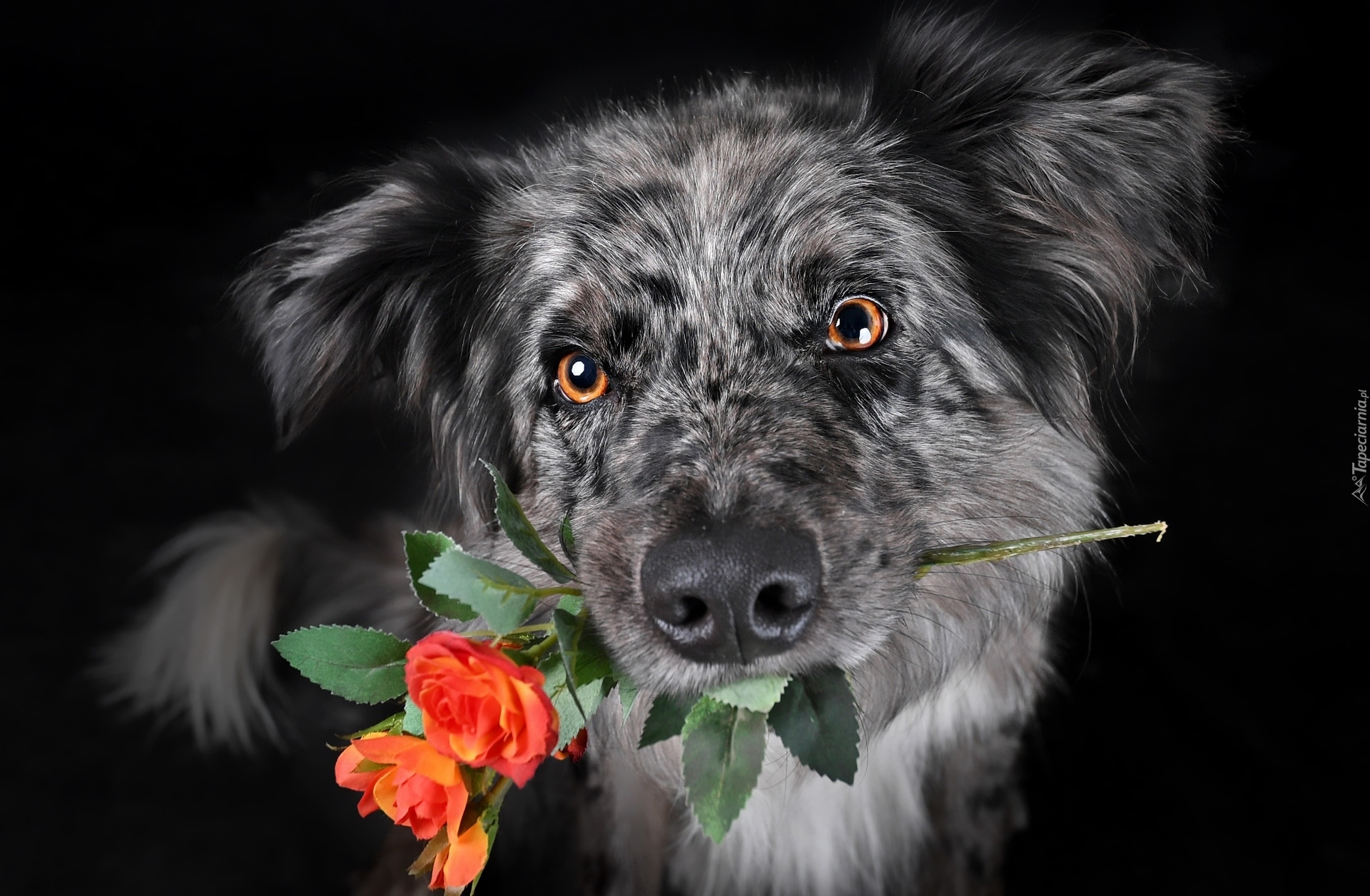 Pies, Róże
