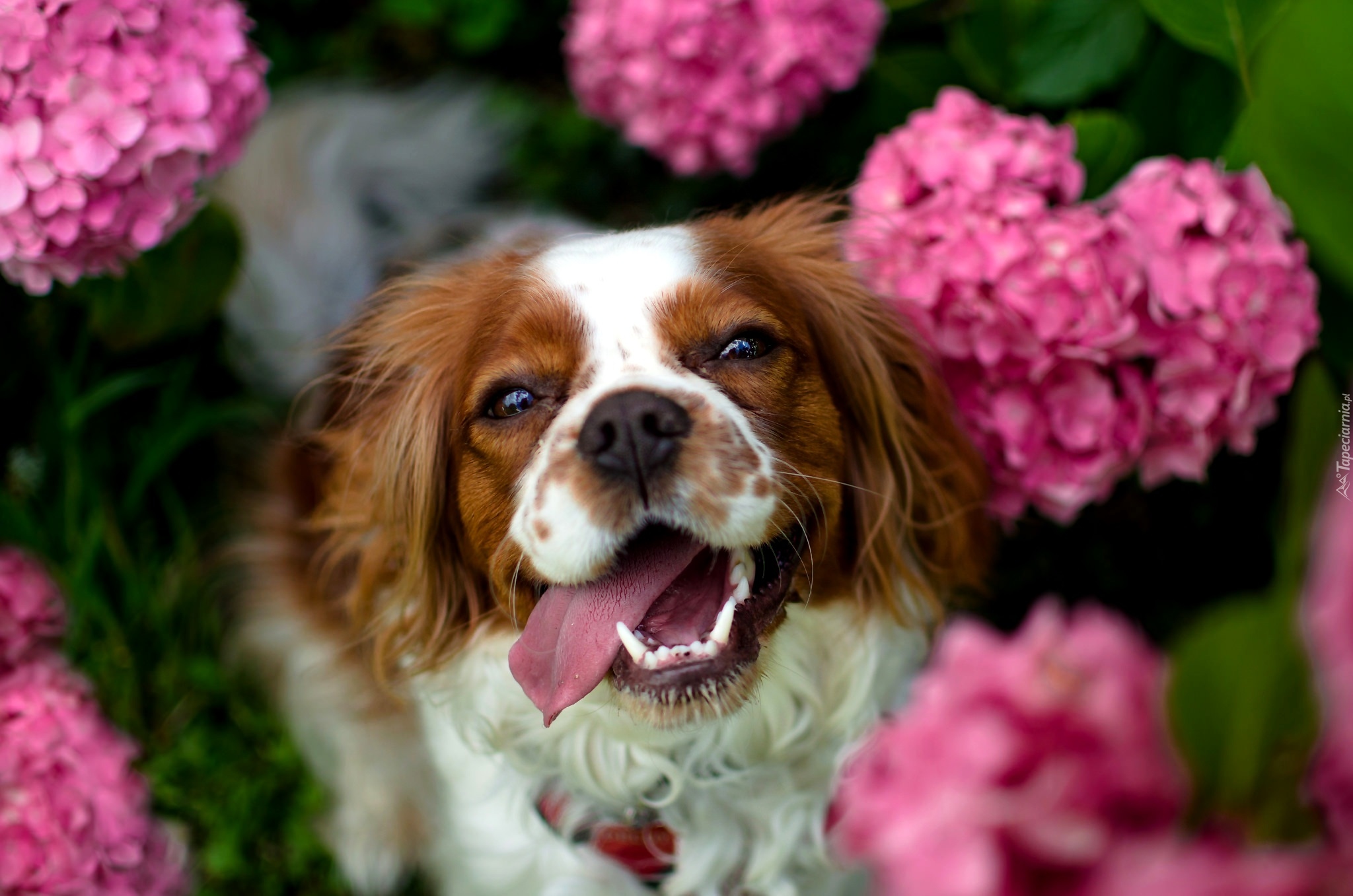 Springer spaniel walijski, Różowe, Hortensje, Rozmyte, Tło