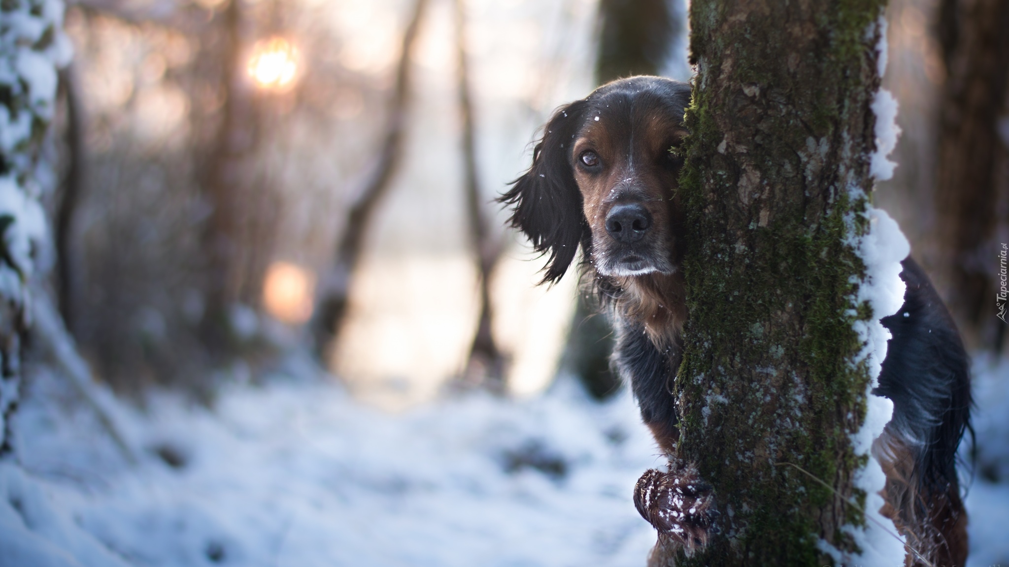 Pies, Mordka, Drzewa, Śnieg