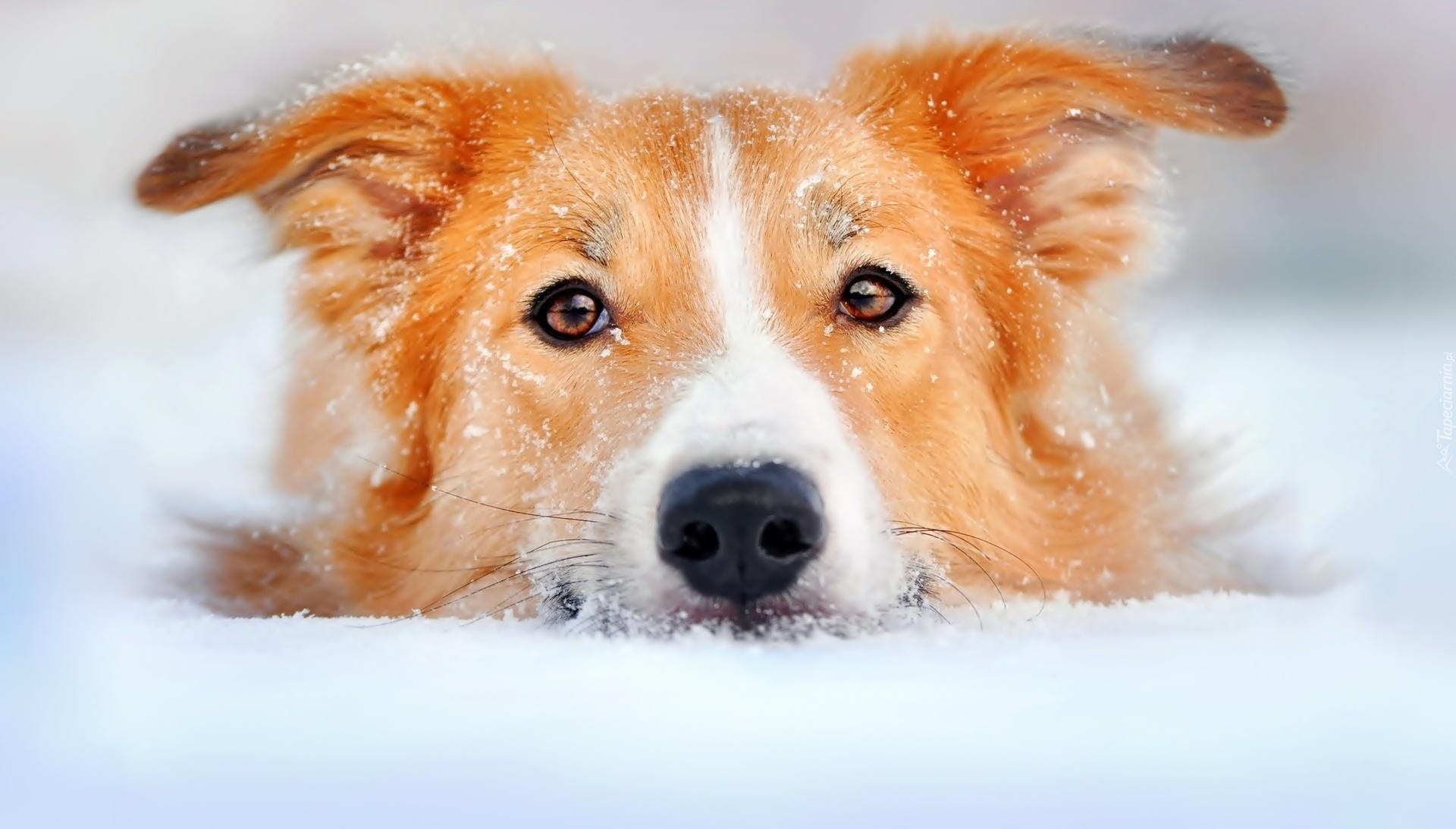 Pies, Śnieg, Zima