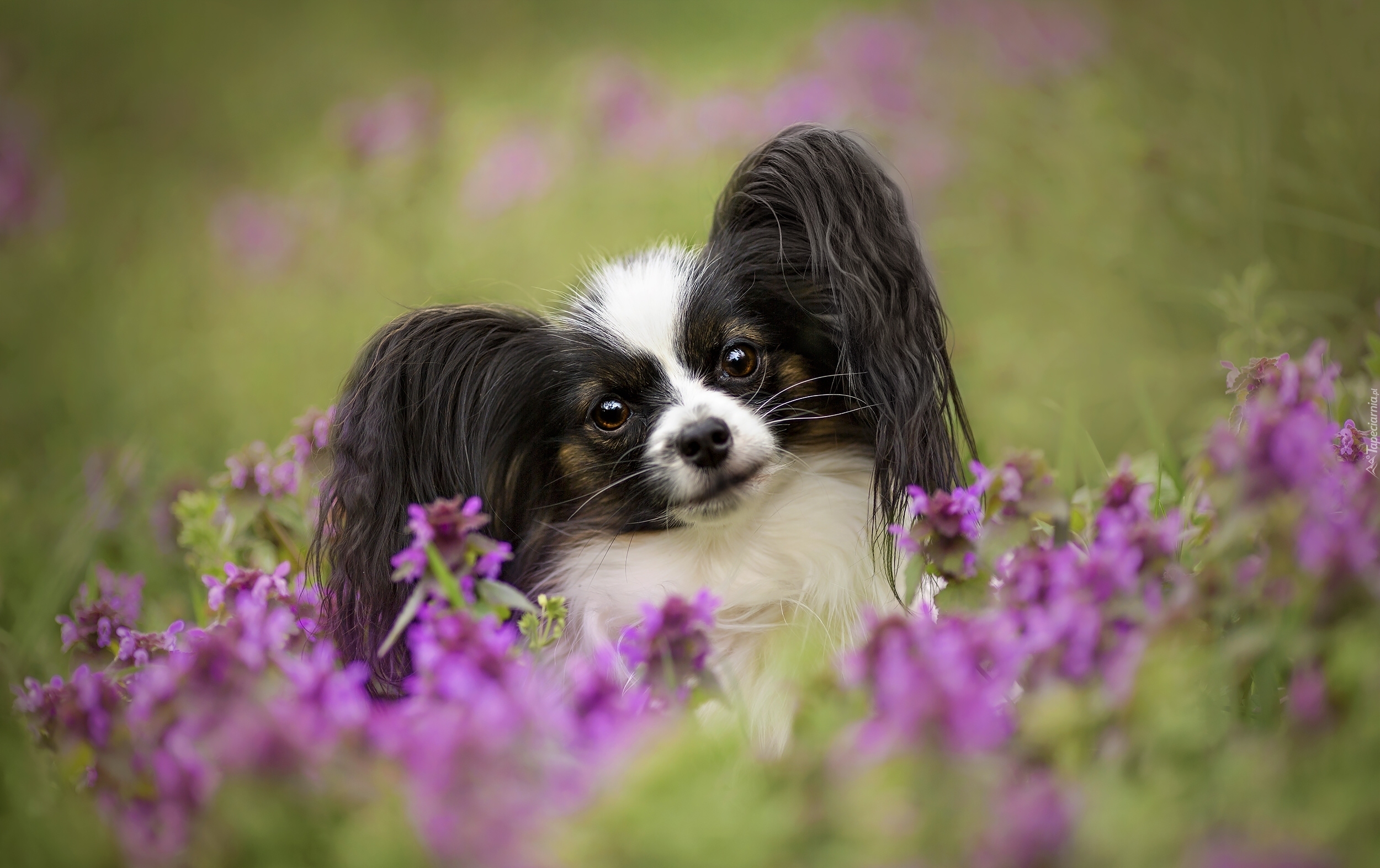 Kwiaty, Papillon