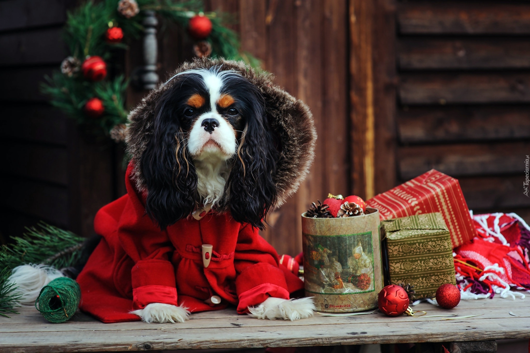 Cavalier King Charles spaniel, Ubranko, Choinka