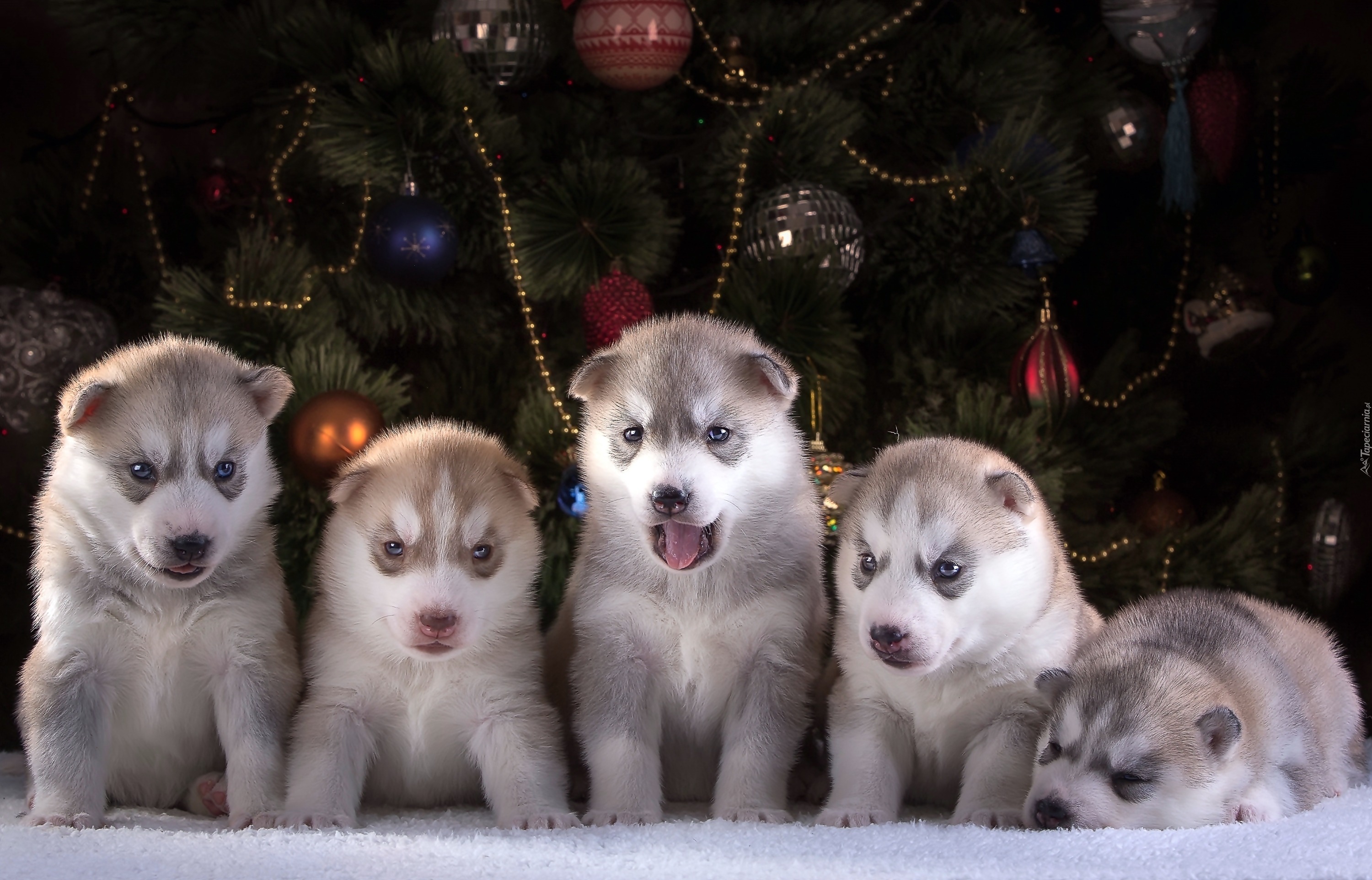 Pięć, Szczeniaków, Siberian Husky