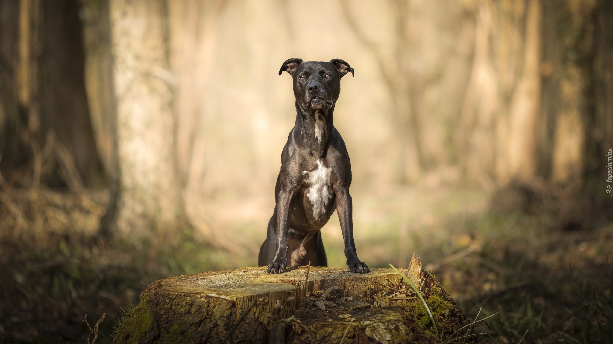 Pies, Pit Bull terrier, Pień, Drzewa