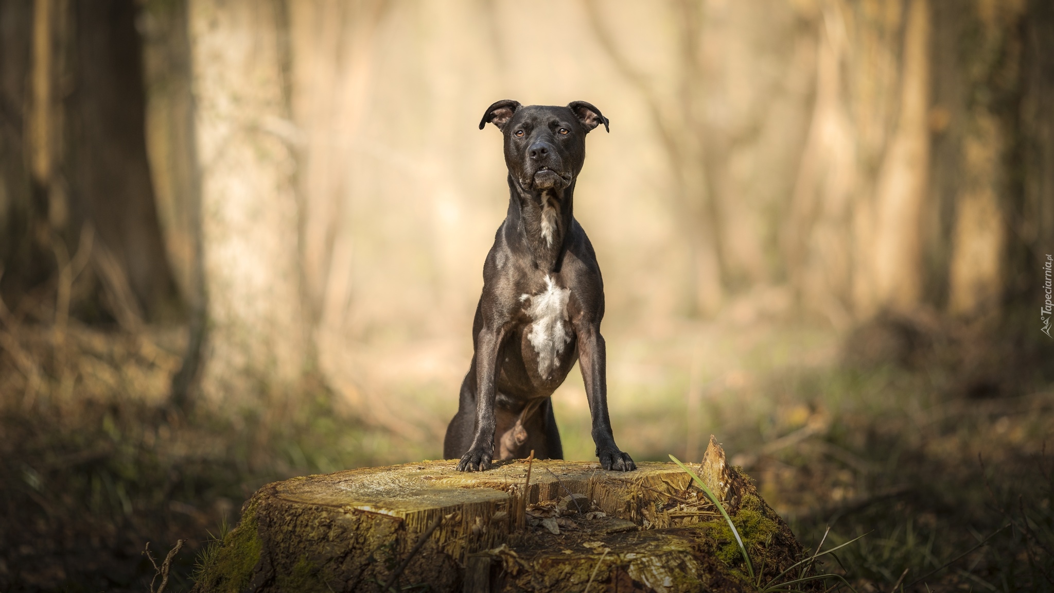 Pies, Pit Bull terrier, Pień, Drzewa