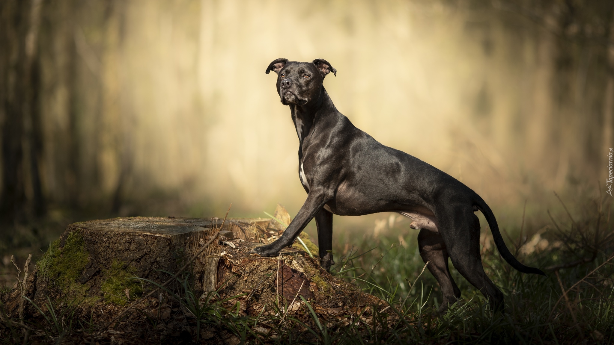 Pies, Pit Bull Terrier, Sylwetka, Pień, Trawa