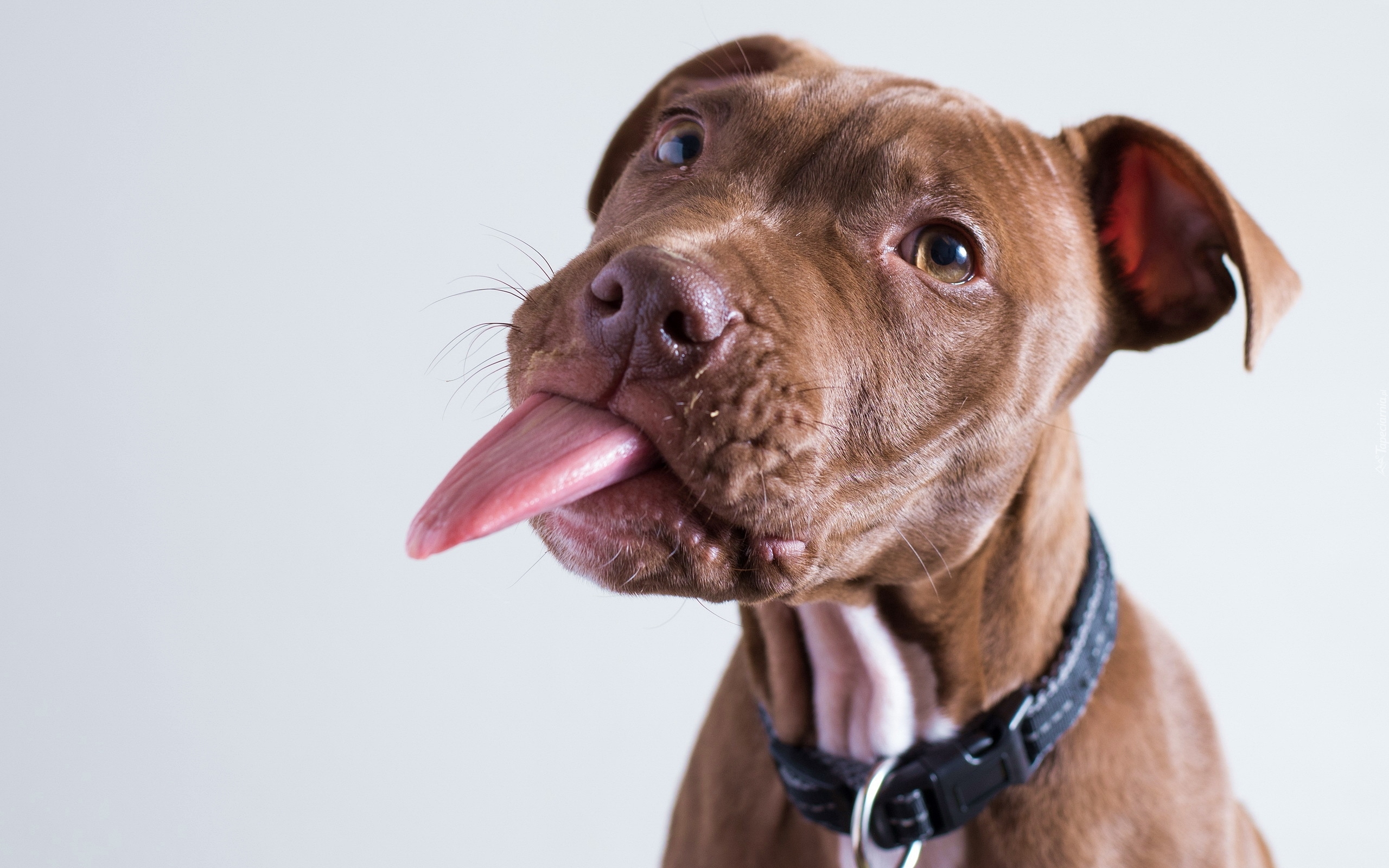 Pit Bull Terrier, Język