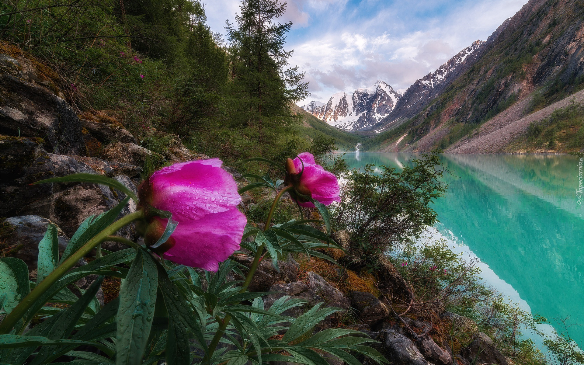 Rosja, Góry Ałtaj, Jezioro Lower Shavlinsky, Kwiaty, Piwonie