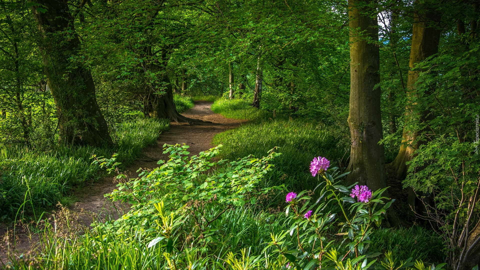 Park, Ścieżka, Drzewa, Rośliny, Kwiaty, Różanecznik