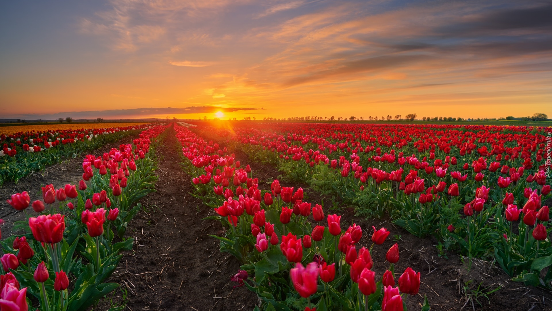 Plantacja, Tulipany, Drzewa, Zachód słońca