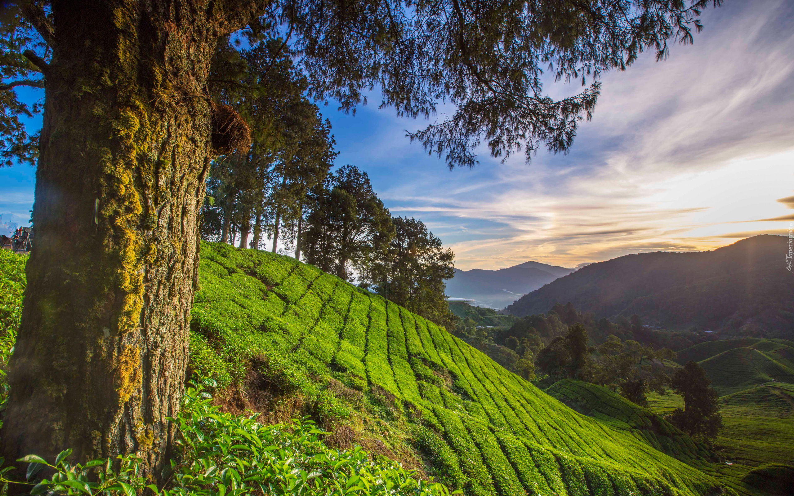 Drzewa, Wzgórze, Pole, Plantacja, Herbaty, Góry, Cameron Highlands, Stan Pahang, Malezja