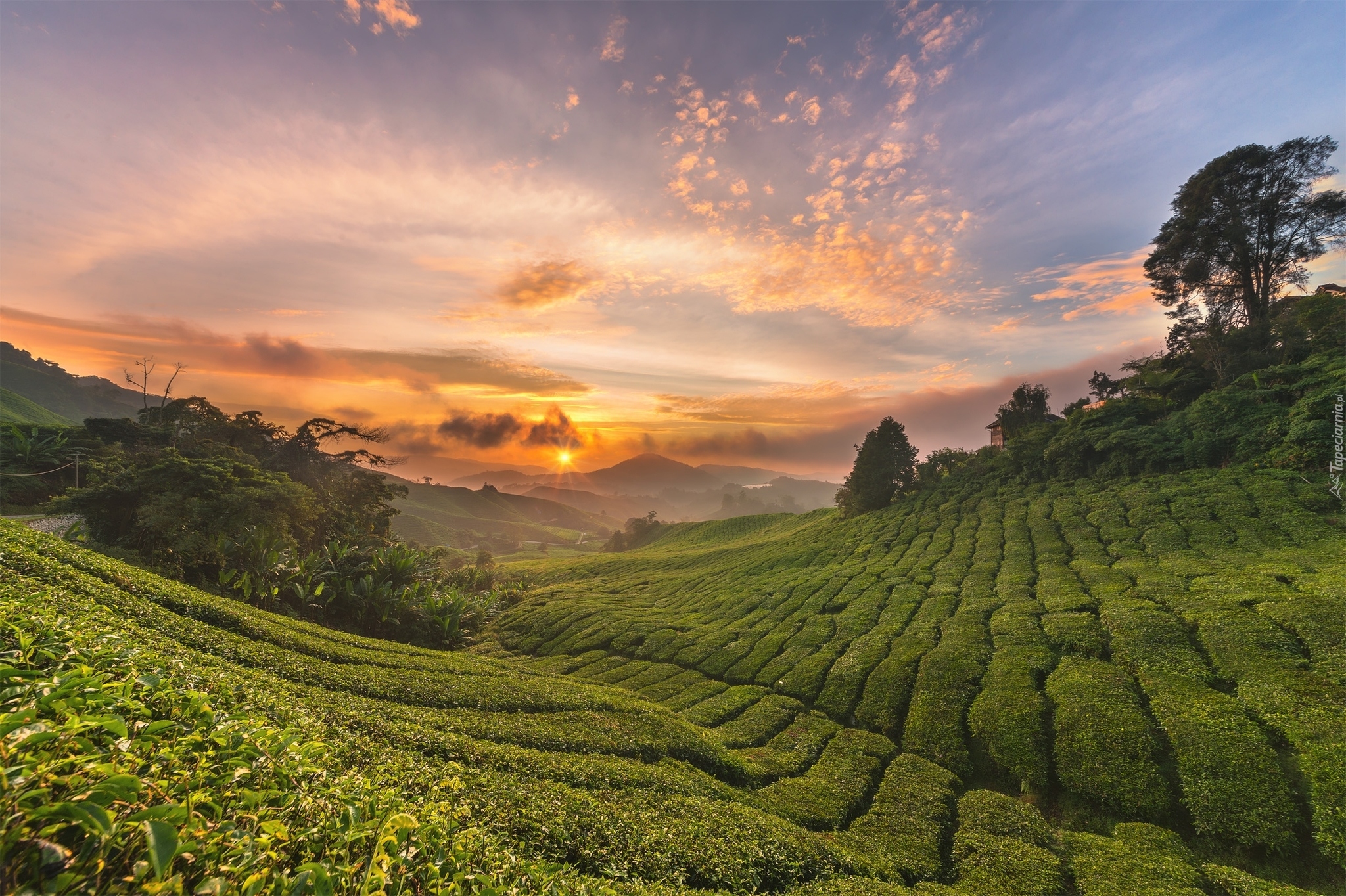 Plantacja, Wzgórza, Drzewa, Krzewy, Chmury, Promienie słońca, Cameron Highlands, Stan Pahang, Malezja