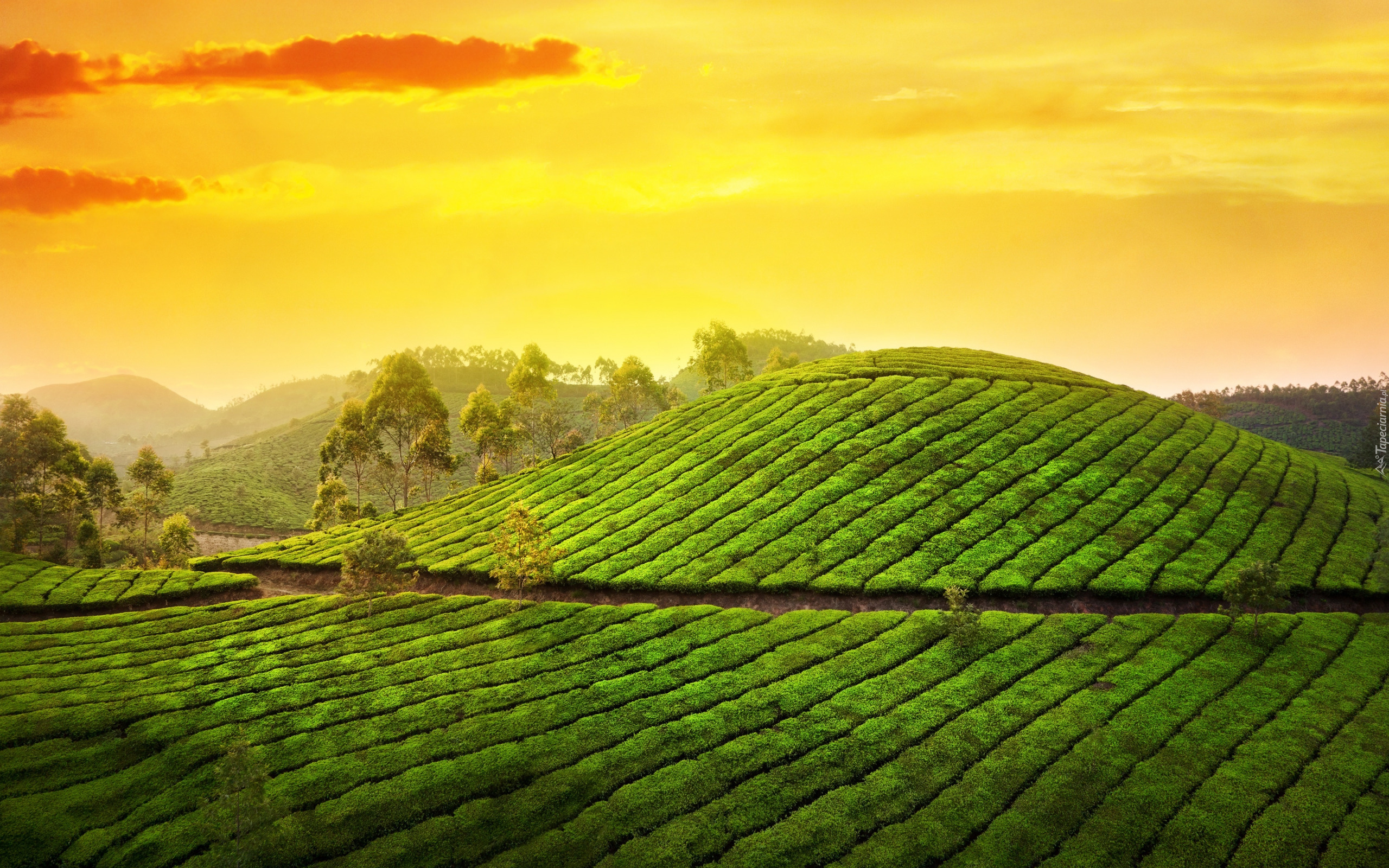 Indie, Stan Kerala, Munnar, Góry Kardamonowe, Wzgórze, Plantacja, Herbata