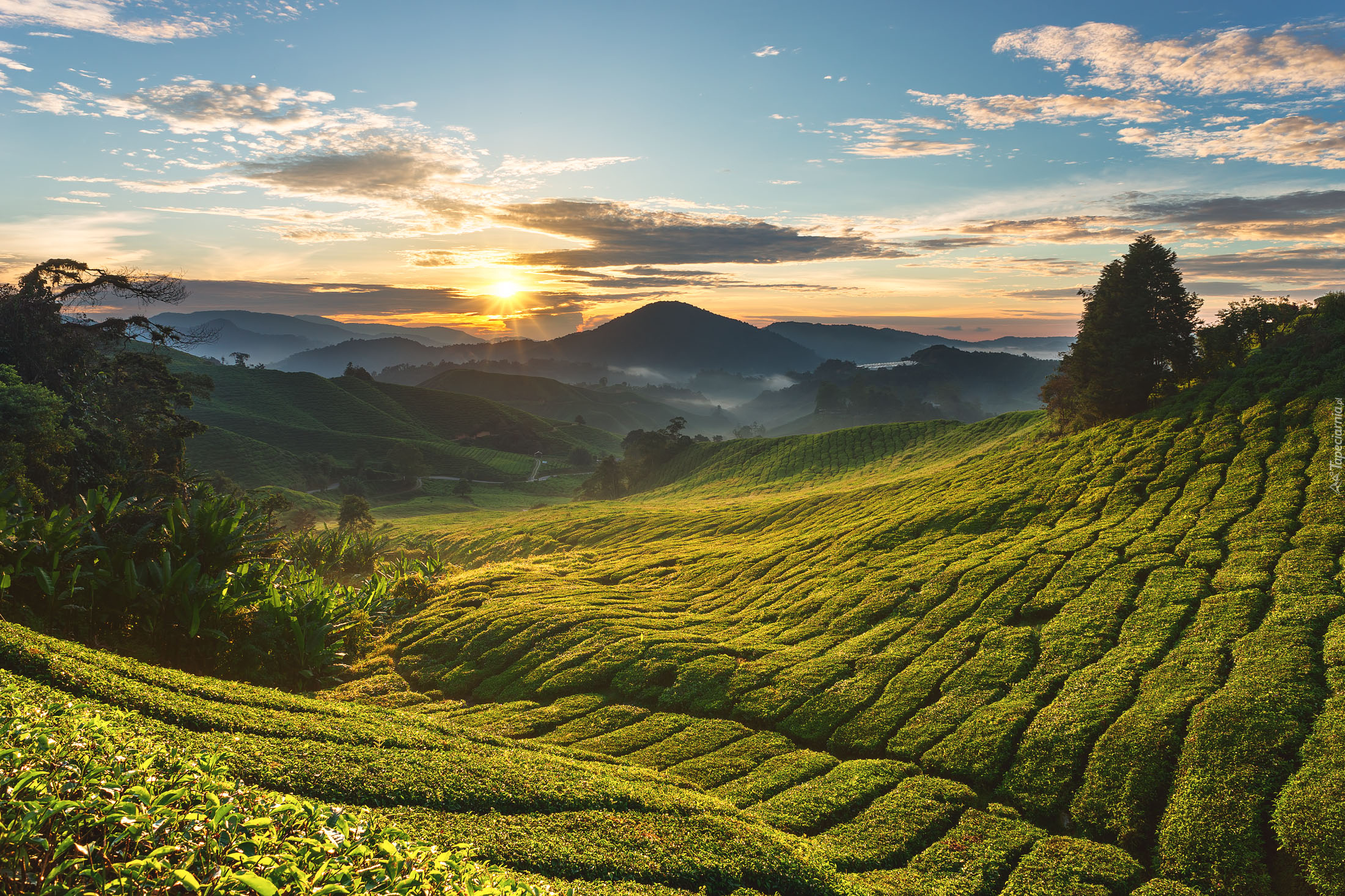 Plantacja, Drzewa, Wschód słońca, Cameron Highlands, Stan Pahang, Malezja