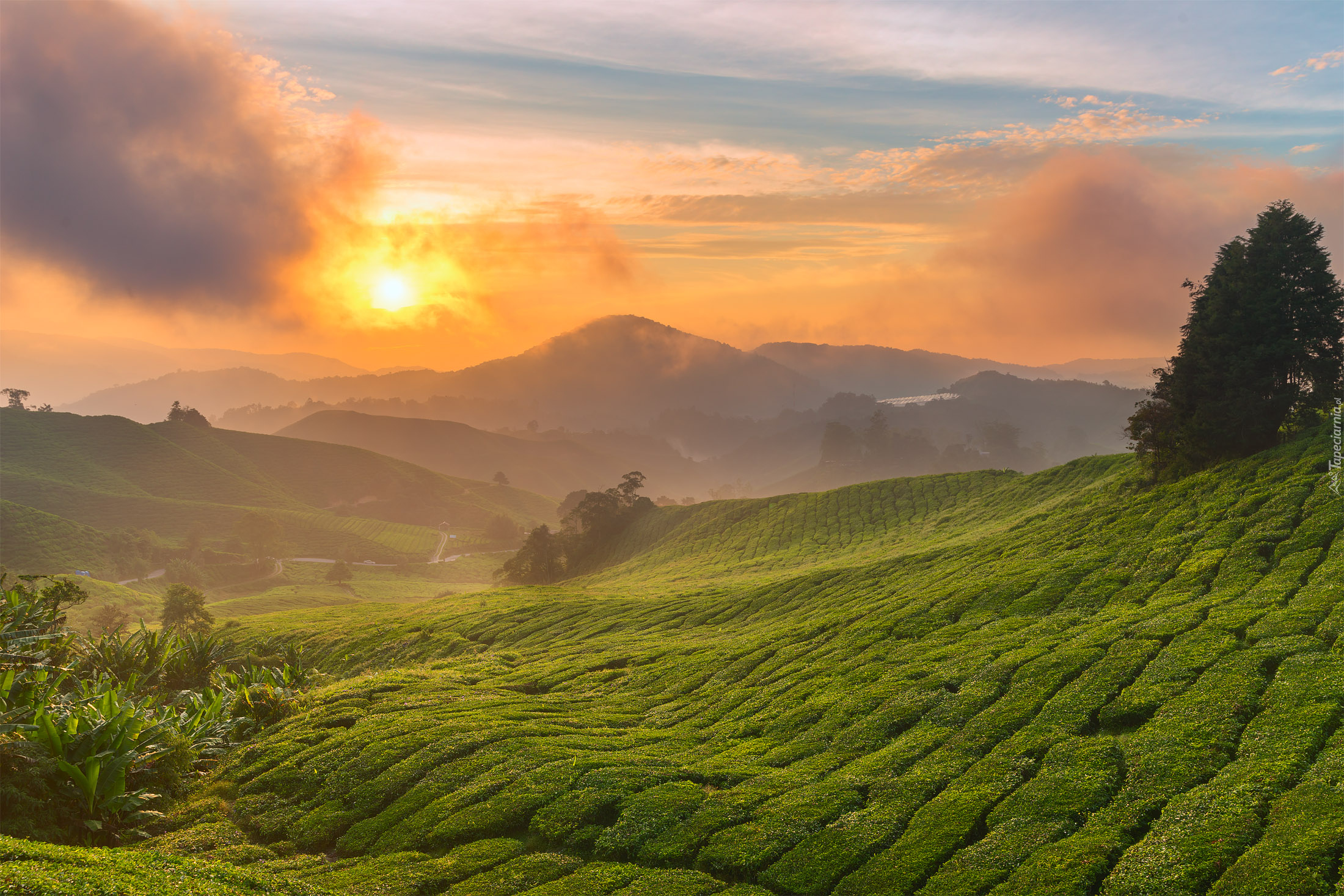 Wzgórza, Plantacja herbaty, Drzewa, Wschód słońca, Mgła, Chmury, Cameron Highlands, Stan Pahang, Malezja