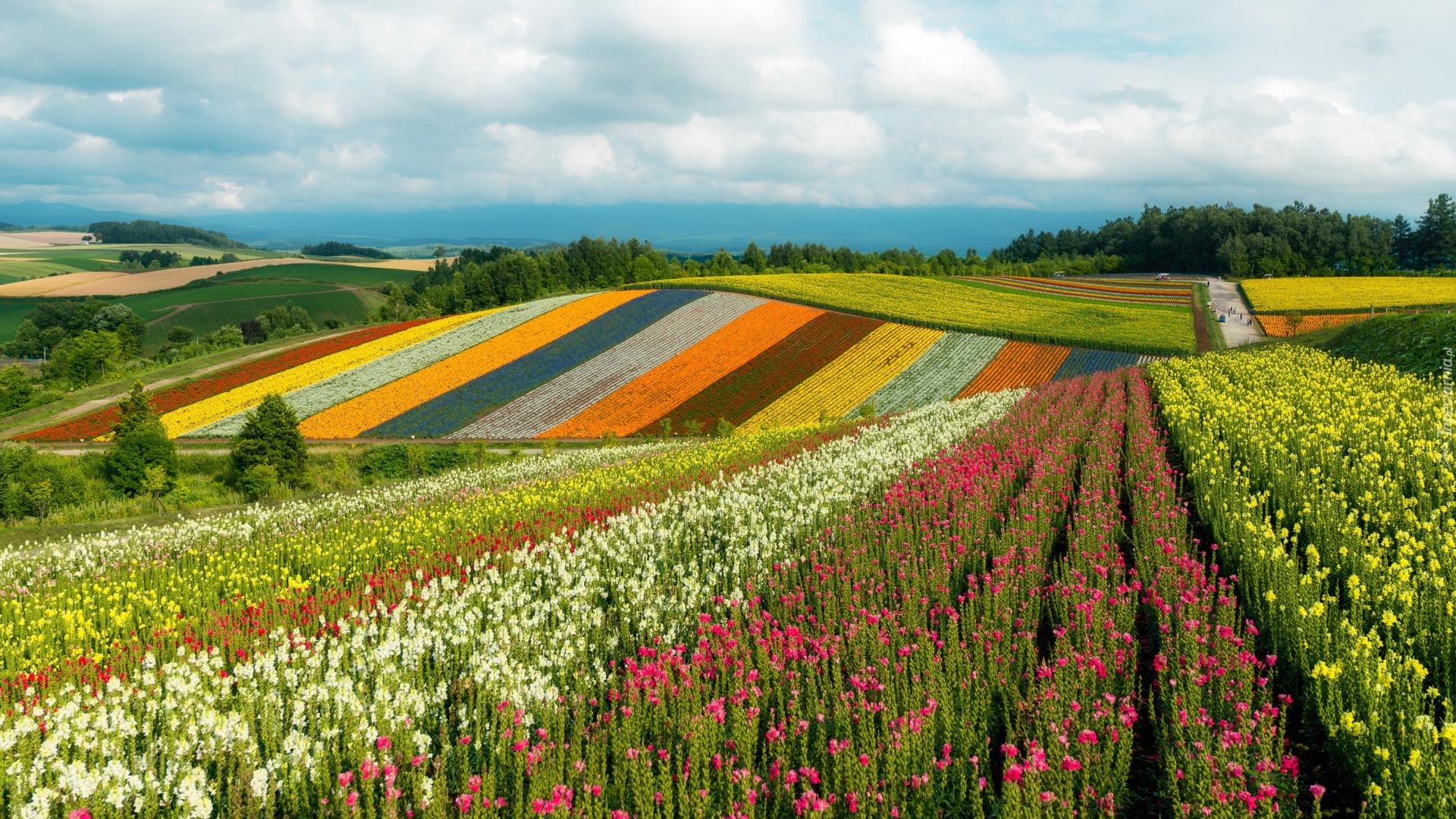 Japonia, Wyspa Hokkaido, Furano, Plantacja, Kolorowe, Kwiaty, Wzgórza