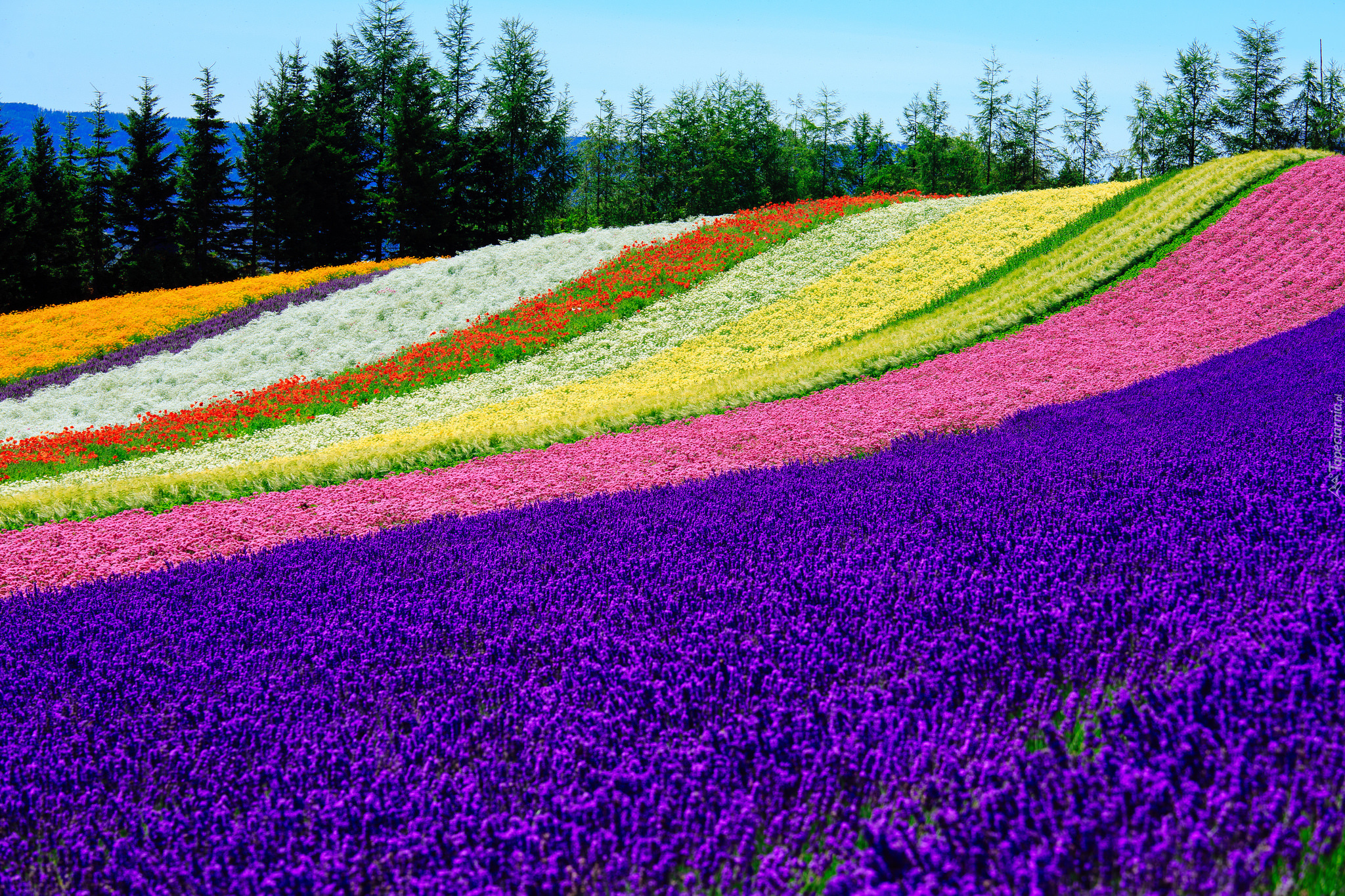 Pole, Kolorowe, Kwiaty, Tomita Farm, Nakafurano, Hokkaido, Japonia