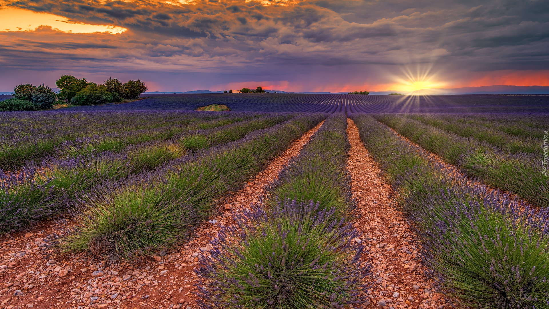 Plantacja, Lawenda, Pole, Drzewa, Zachód słońca, Valensole, Prowansja, Francja