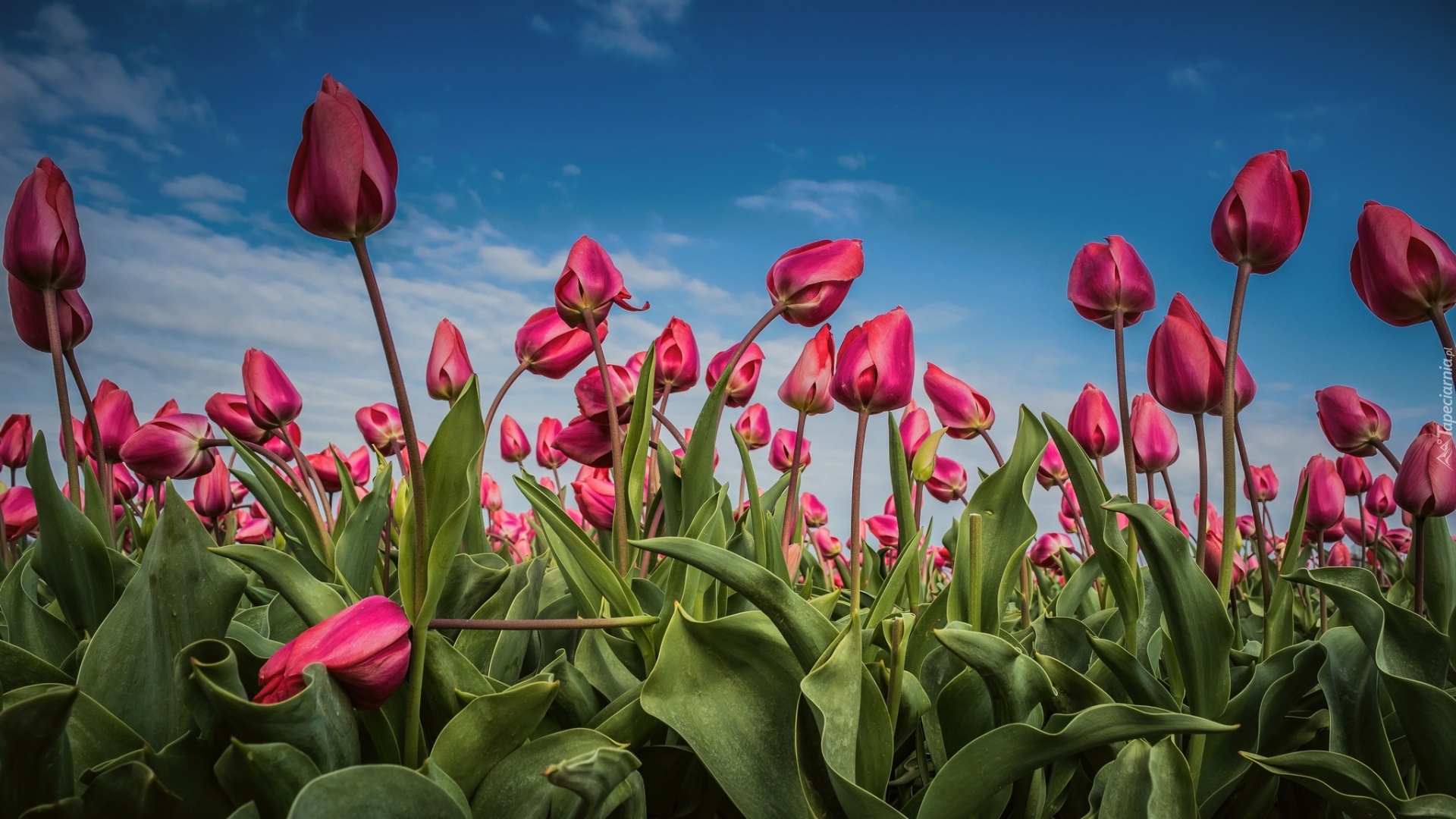 Różowe, Tulipany, Plantacja, Niebo