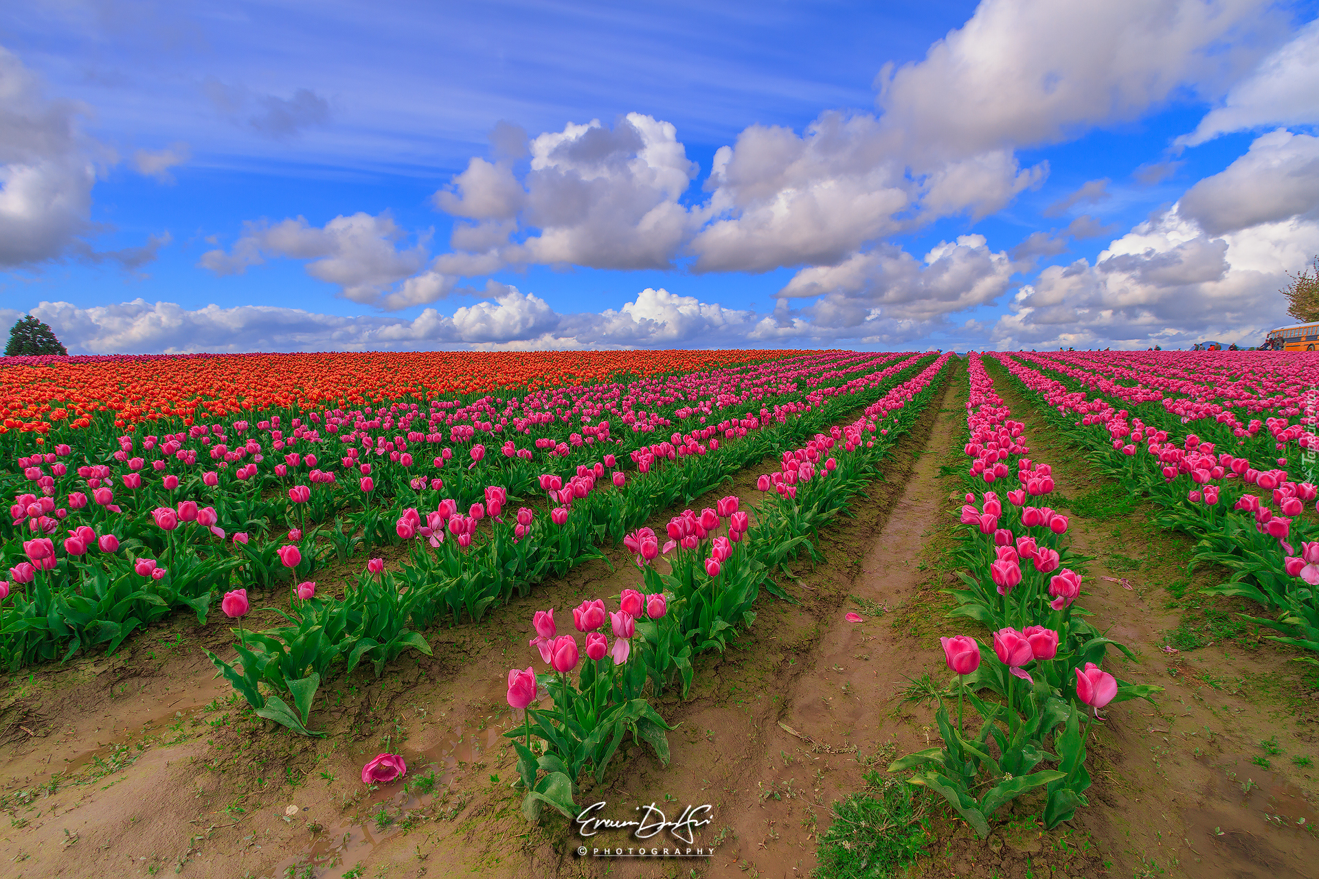 Plantacja, Różowe, Tulipany, Chmury