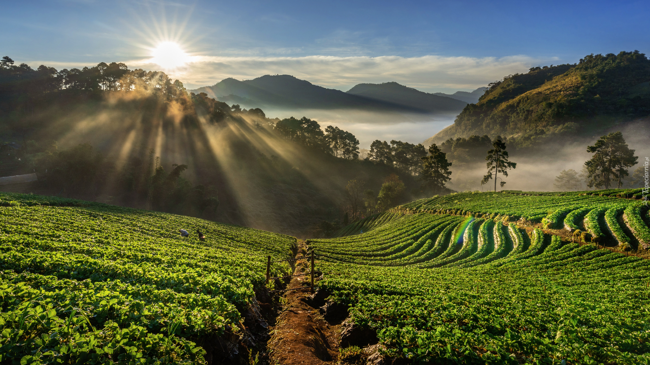Plantacja, Truskawek, Drzewa, Wzgórza, Góra, Doi Ang Khang, Wschód słońca, Przebijające światło, Prowincja Chiang Mai, Tajlandia
