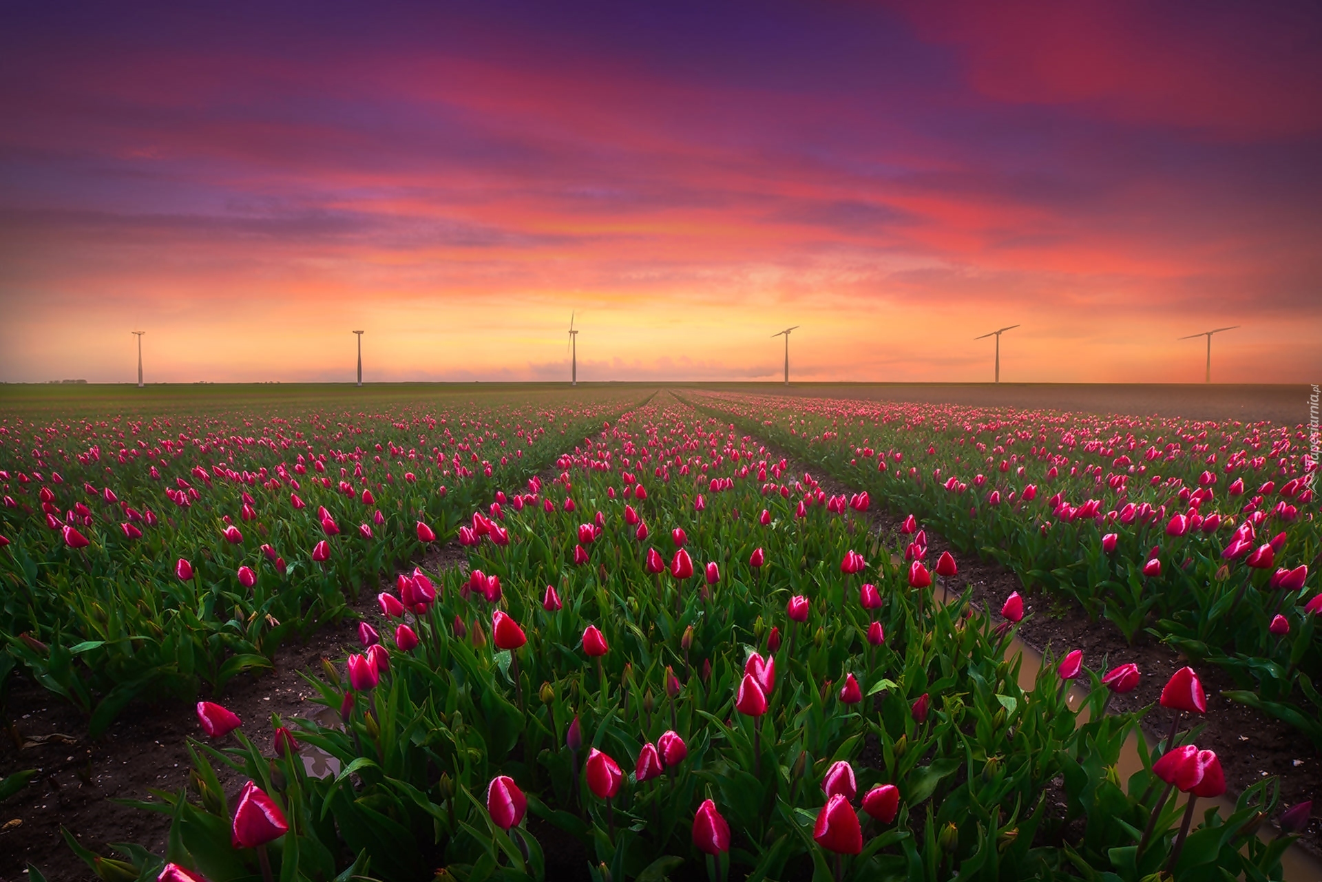 Holandia, Keukenhof, Pole, Tulipany, Wiatraki, Zachód słońca