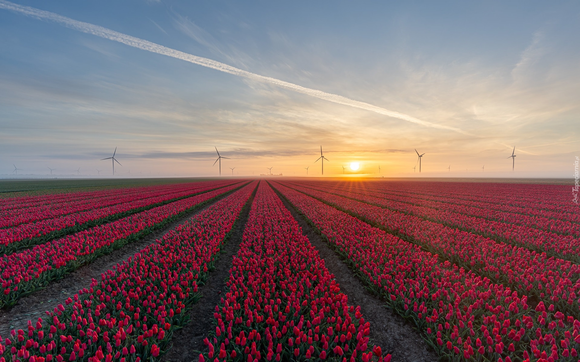 Plantacja, Tulipany, Drzewa, Wschód słońca, Mgła