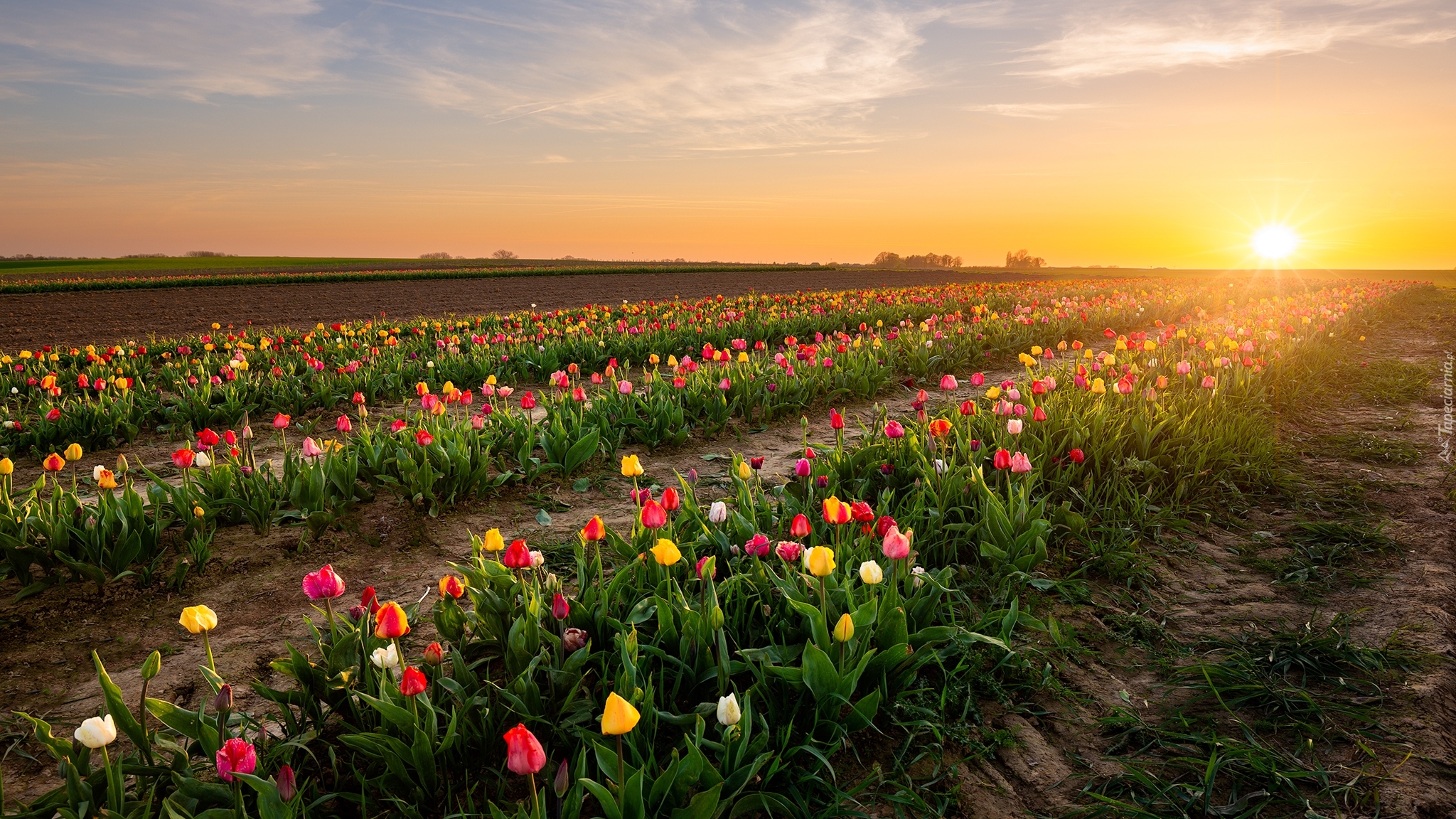 Tulipany, Pole, Plantacja, Wschód słońca