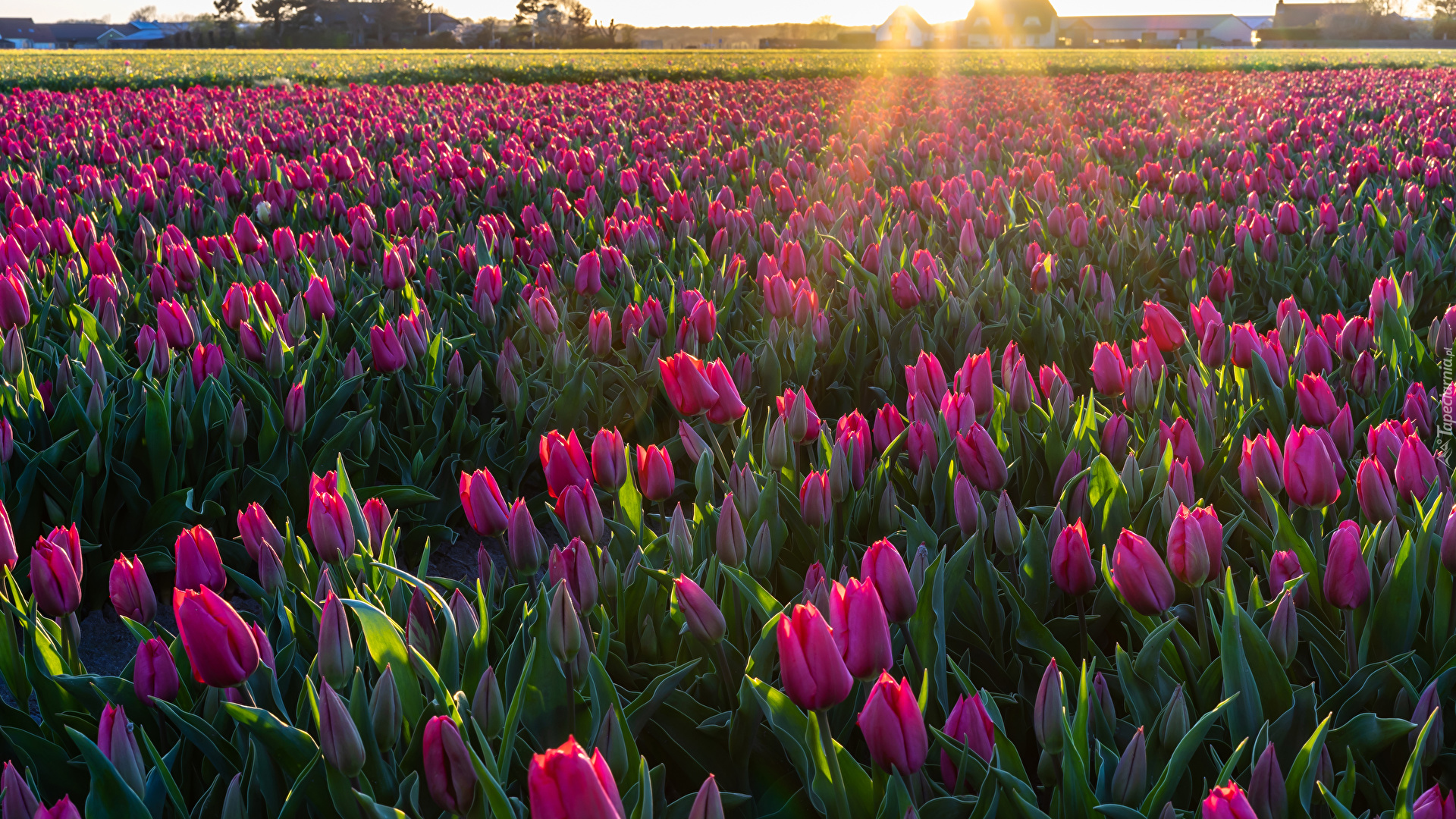 Pole, Tulipany, Plantacja, Promienie słońca