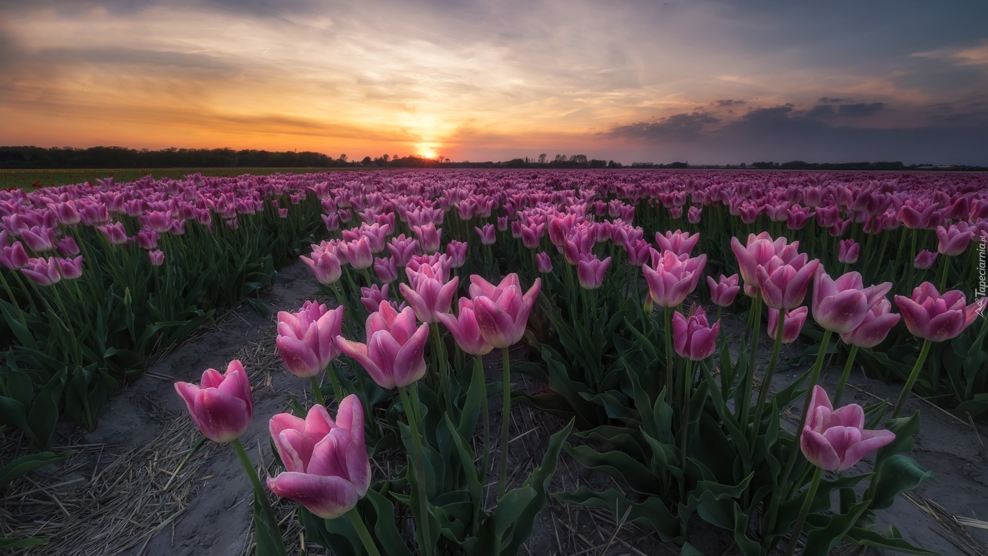 Wiosna, Zachód słońca, Plantacja, Tulipany