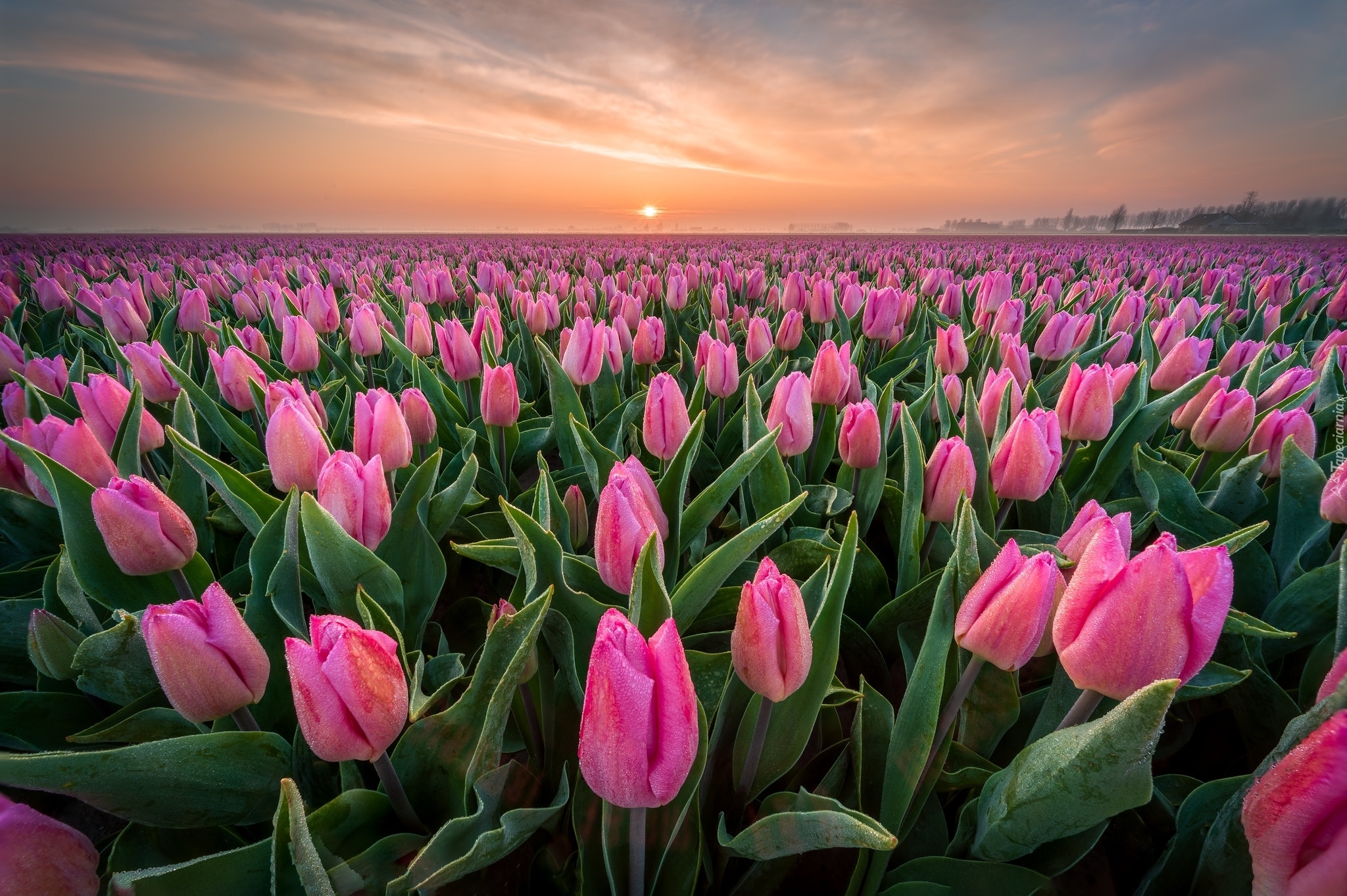 Różowe, Tulipany, Wschód słońca, Plantacja