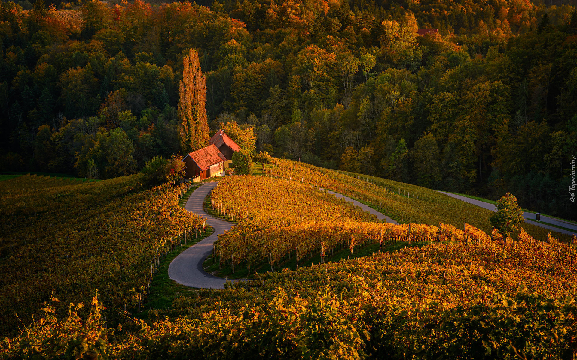 Jesień, Drzewa, Las, Pole, Plantacja, Winnica, Droga, Serce, Dom, Wieś Spicnik, Gmina Kungota, Słowenia