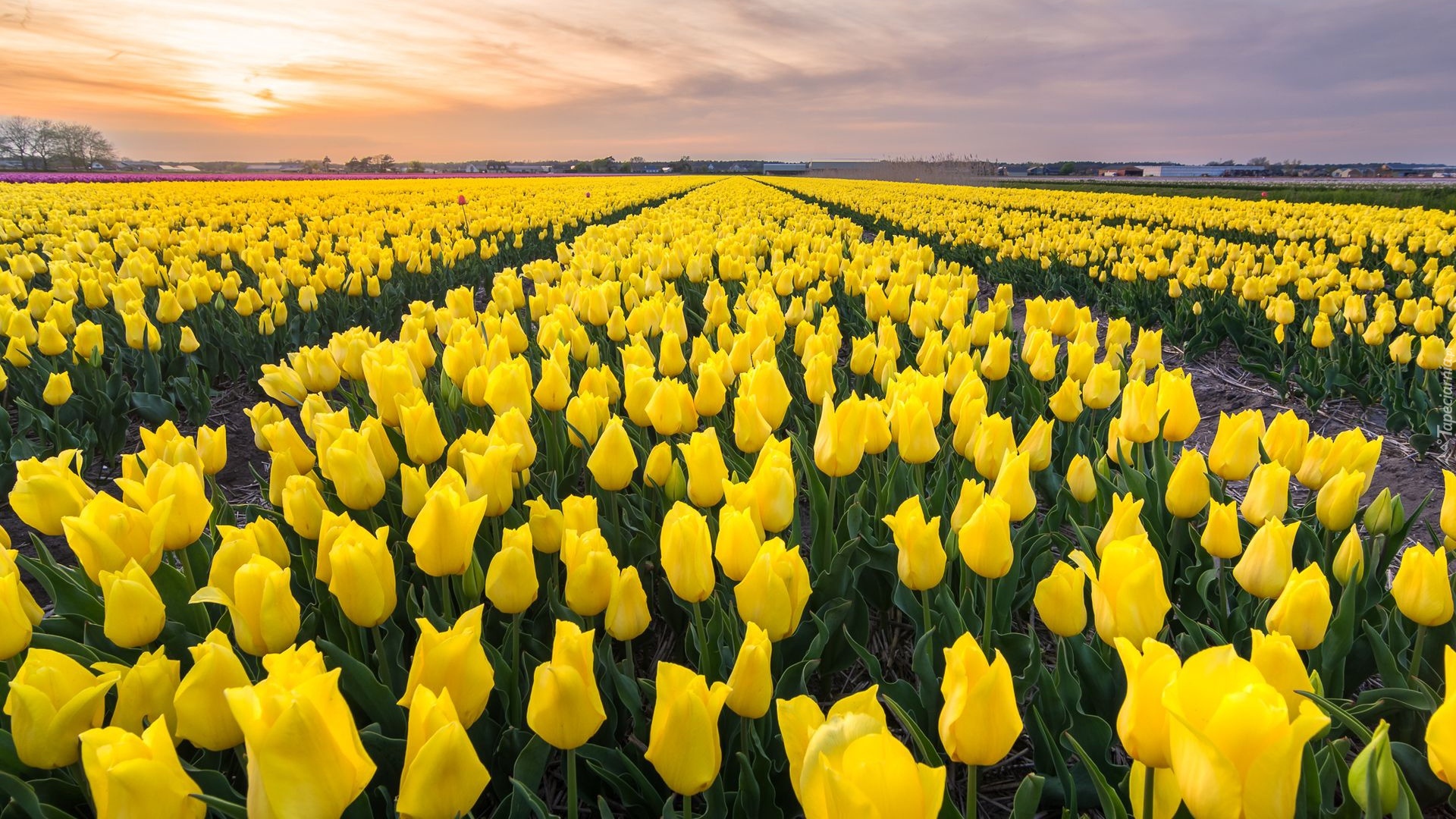 Pole, Farmy, Tulipany, Żółte