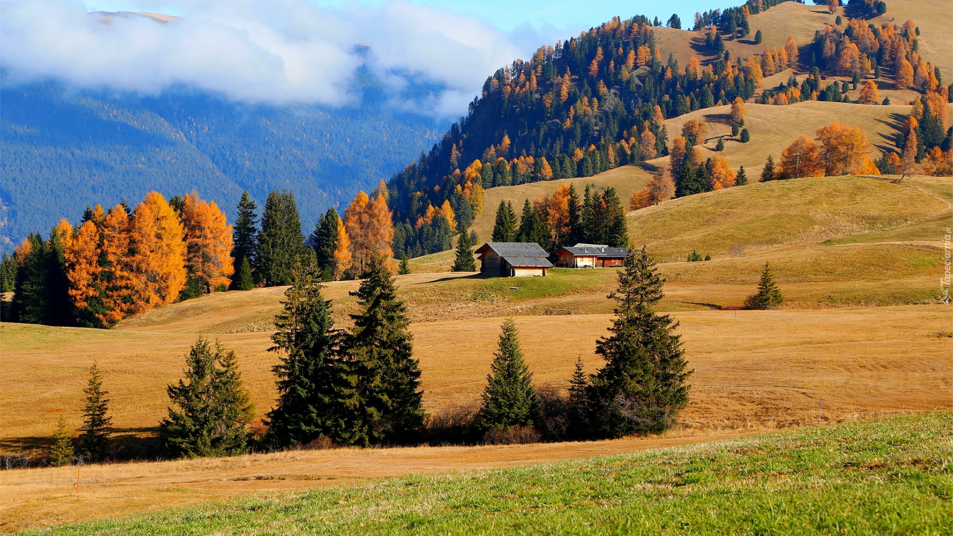 Płaskowyż Seiser Alm, Wzgórza, Pola, Drzewa, Domy, Jesień, Region Trydent-Górna Adyga, Włochy