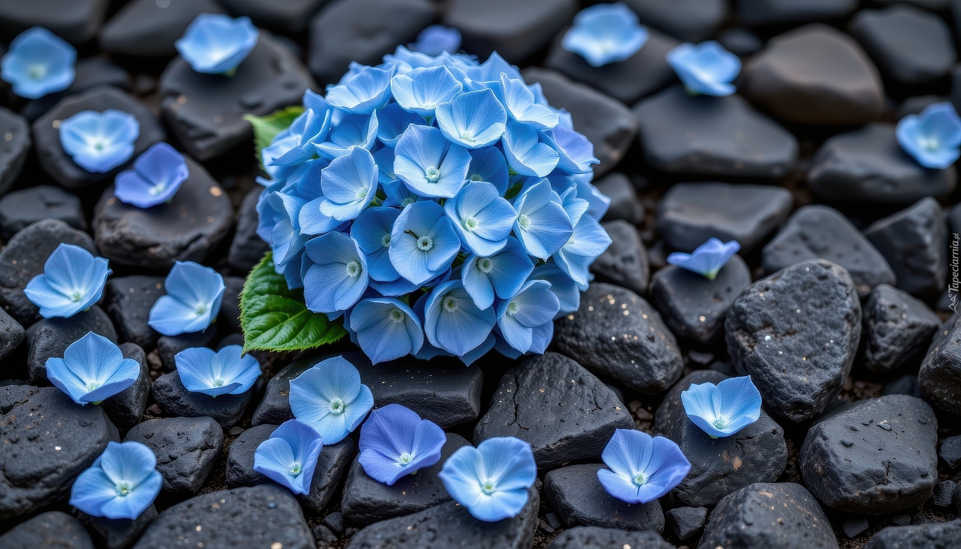 Kwiaty, Niebieskie, Hortensja, Płatki, Czarne, Kamienie