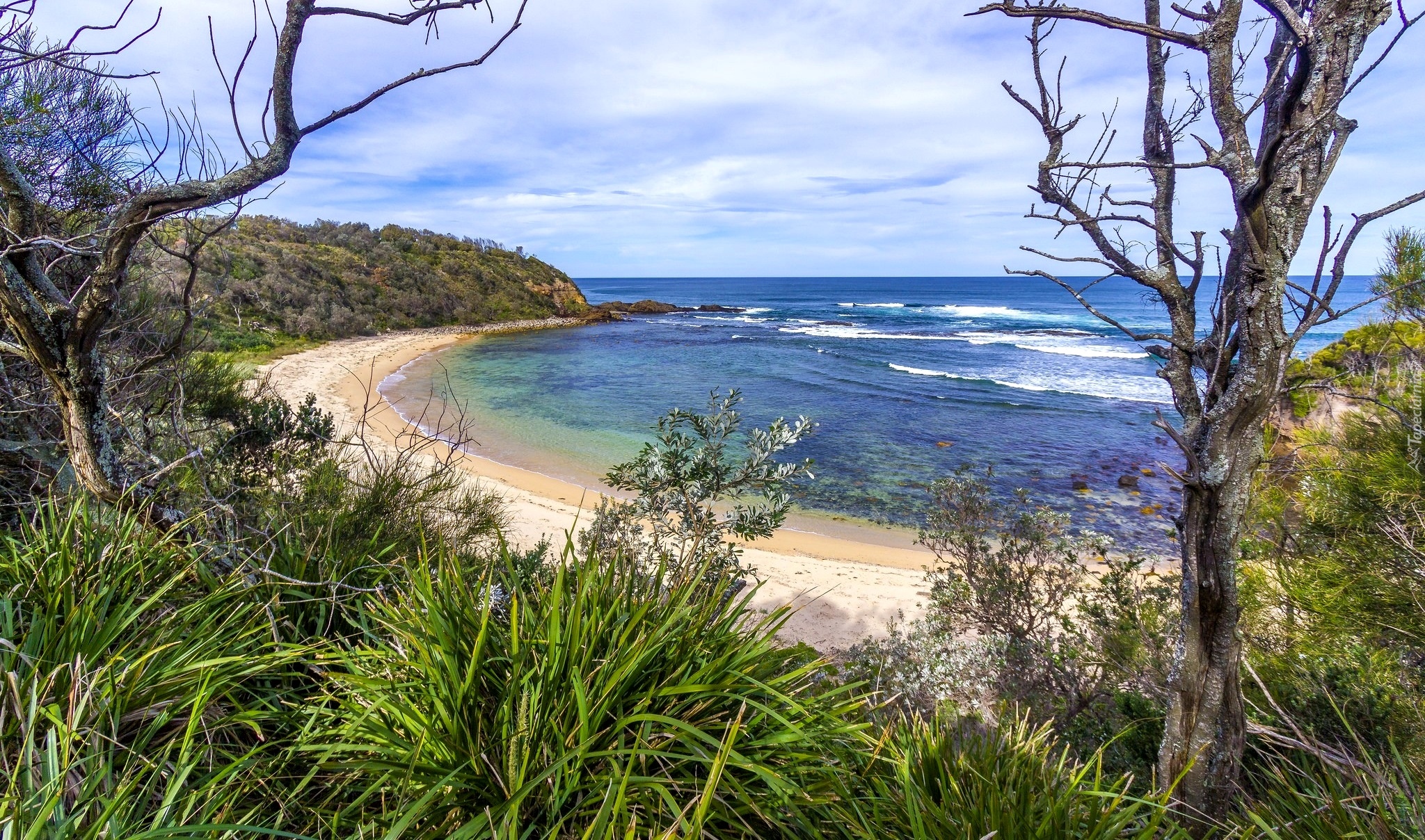 Australia, Nowa Południowa Walia, Morze, Brzeg, Plaża, Drzewa, Rośliny