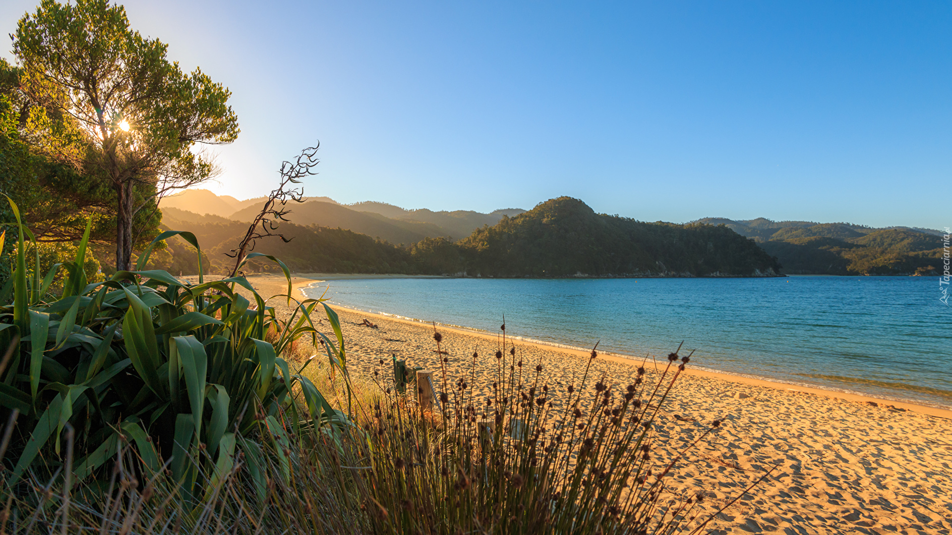 Drzewa, Plaża, Morze, Wschód słońca, Takaka, Region Tasman, Wyspa Południowa, Nowa Zelandia