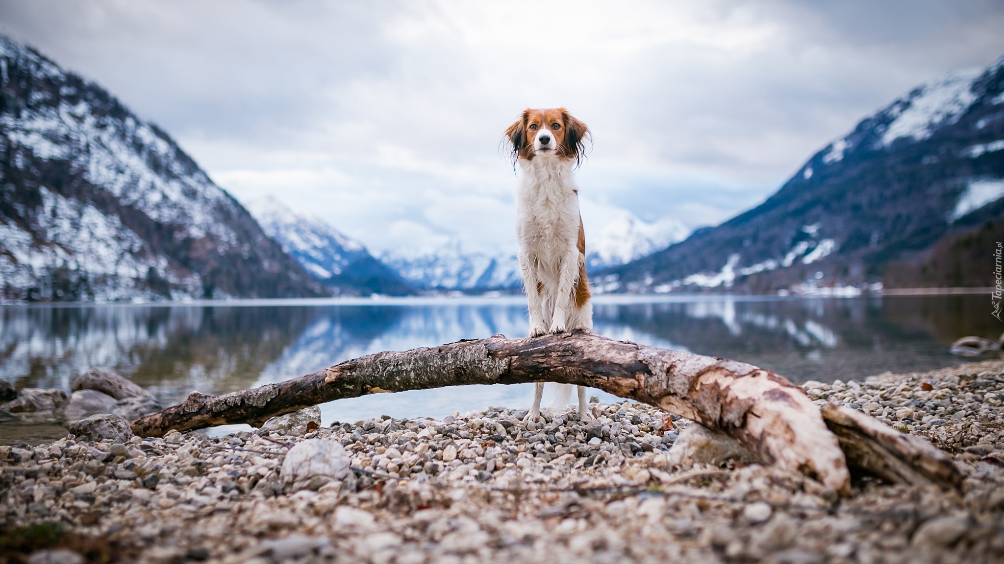 Pies, Płochacz holenderski, Kooikerhondje, Kamienie, Kłoda, Woda, Góry