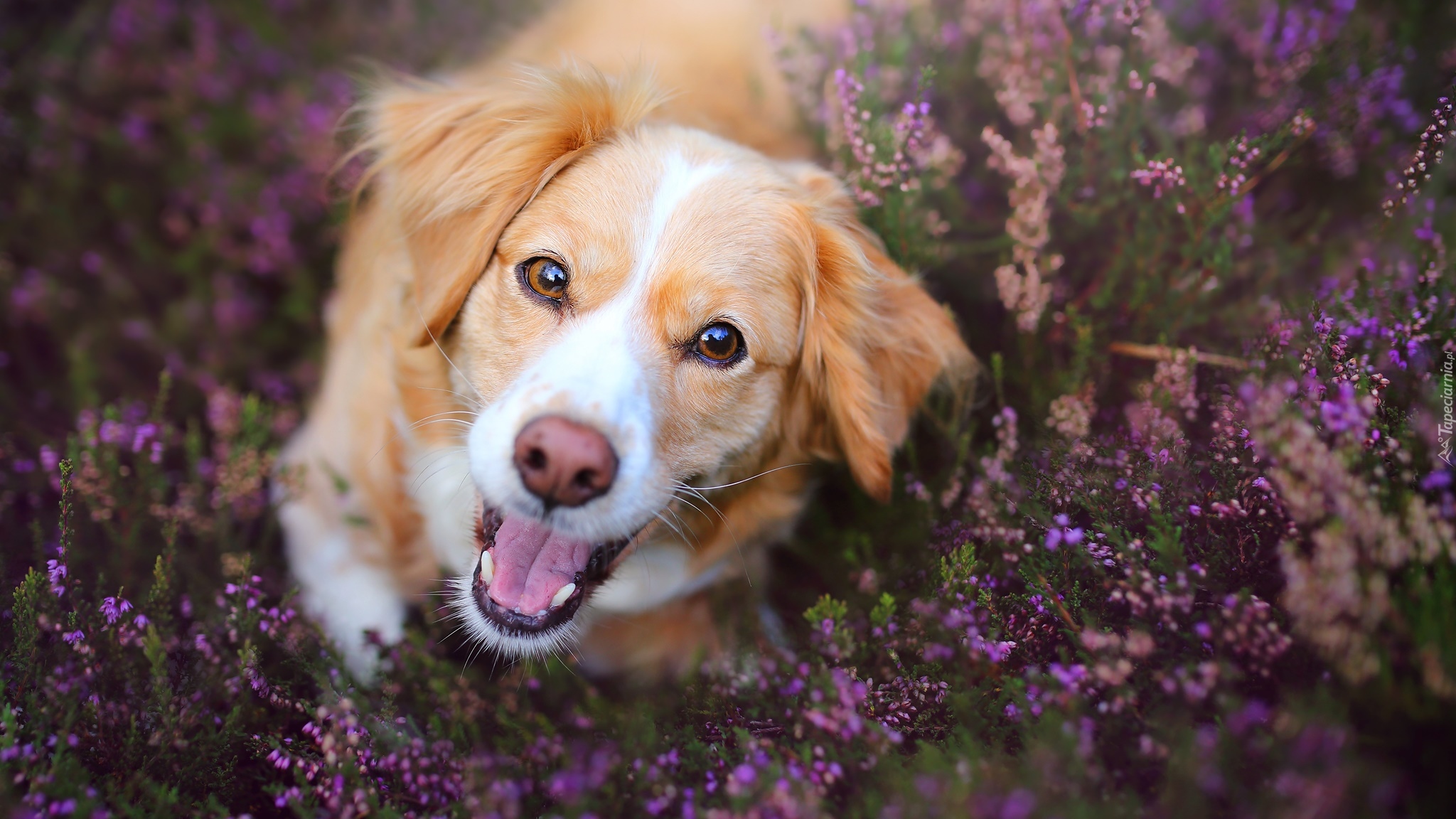 Pies, Płochacz holenderski, Kooikerhondje, Mordka, Wrzosy